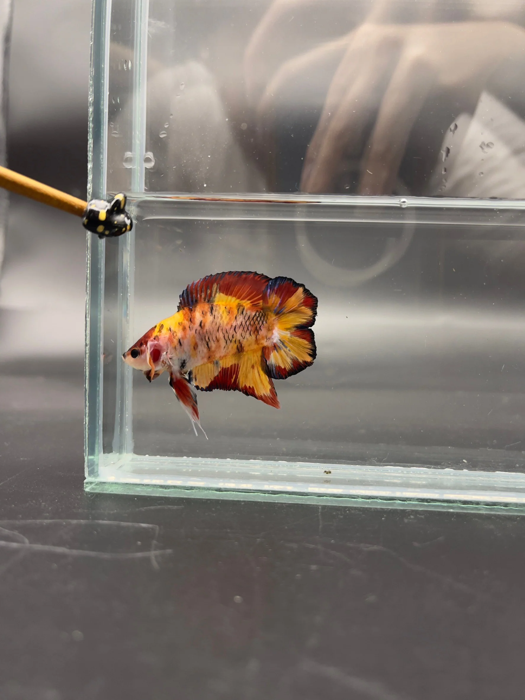 4th Thailand Plakad Association Competition - Koi Hellboy Betta Fish (MALE) - Image 4