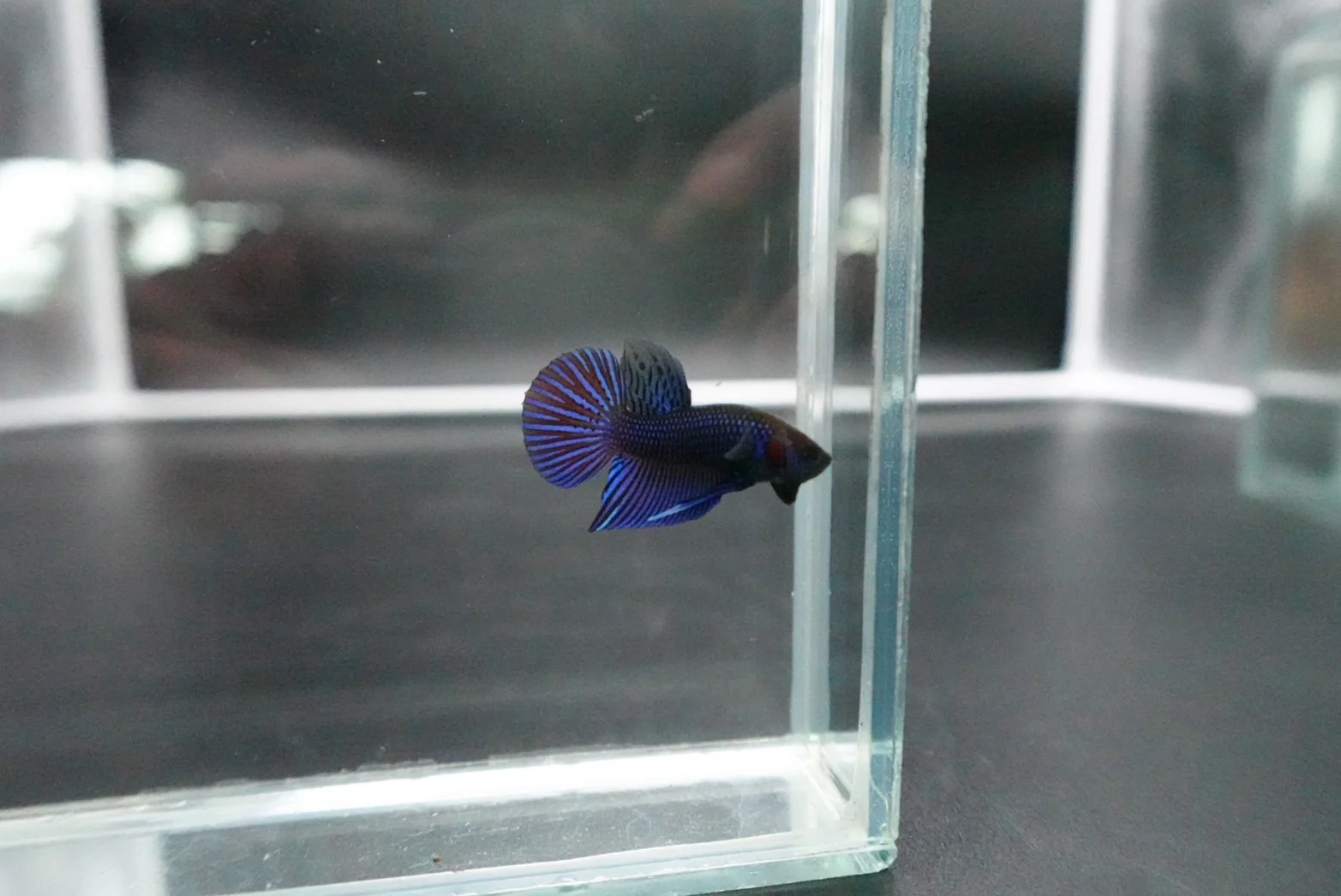 Blue Mahachaiensis Betta - Thailand Wild Betta (Male) - Image 3