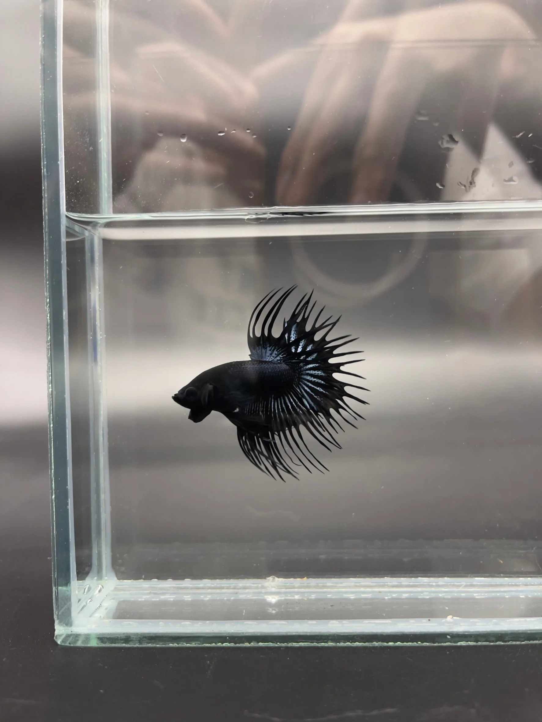 1ST Division I JR. Long Fin Competition - Crowntail Black Venom Betta Fish (MALE) - Image 3