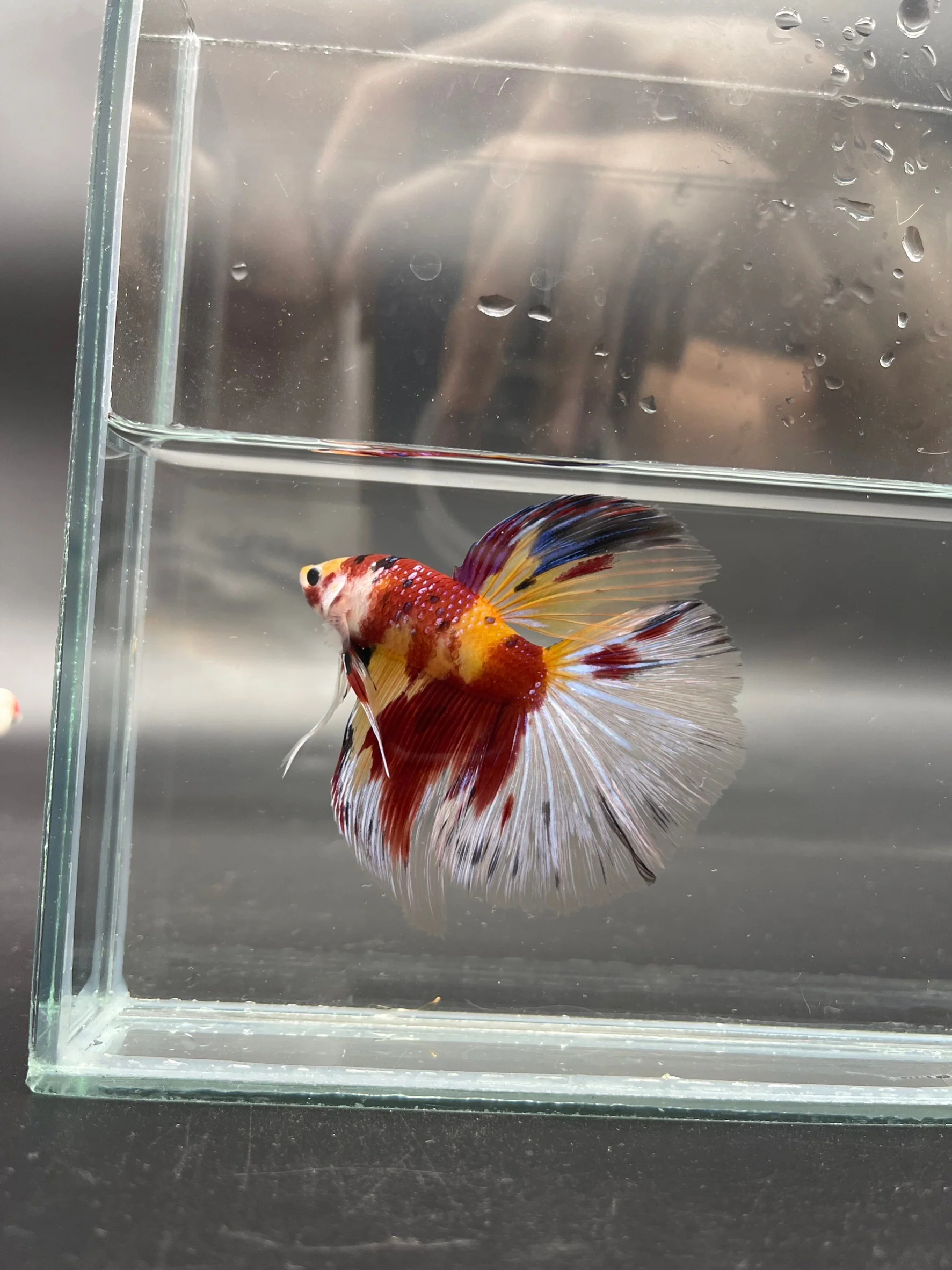Competition Giant Halfmoon Koi Betta Fish (MALE) - Image 3