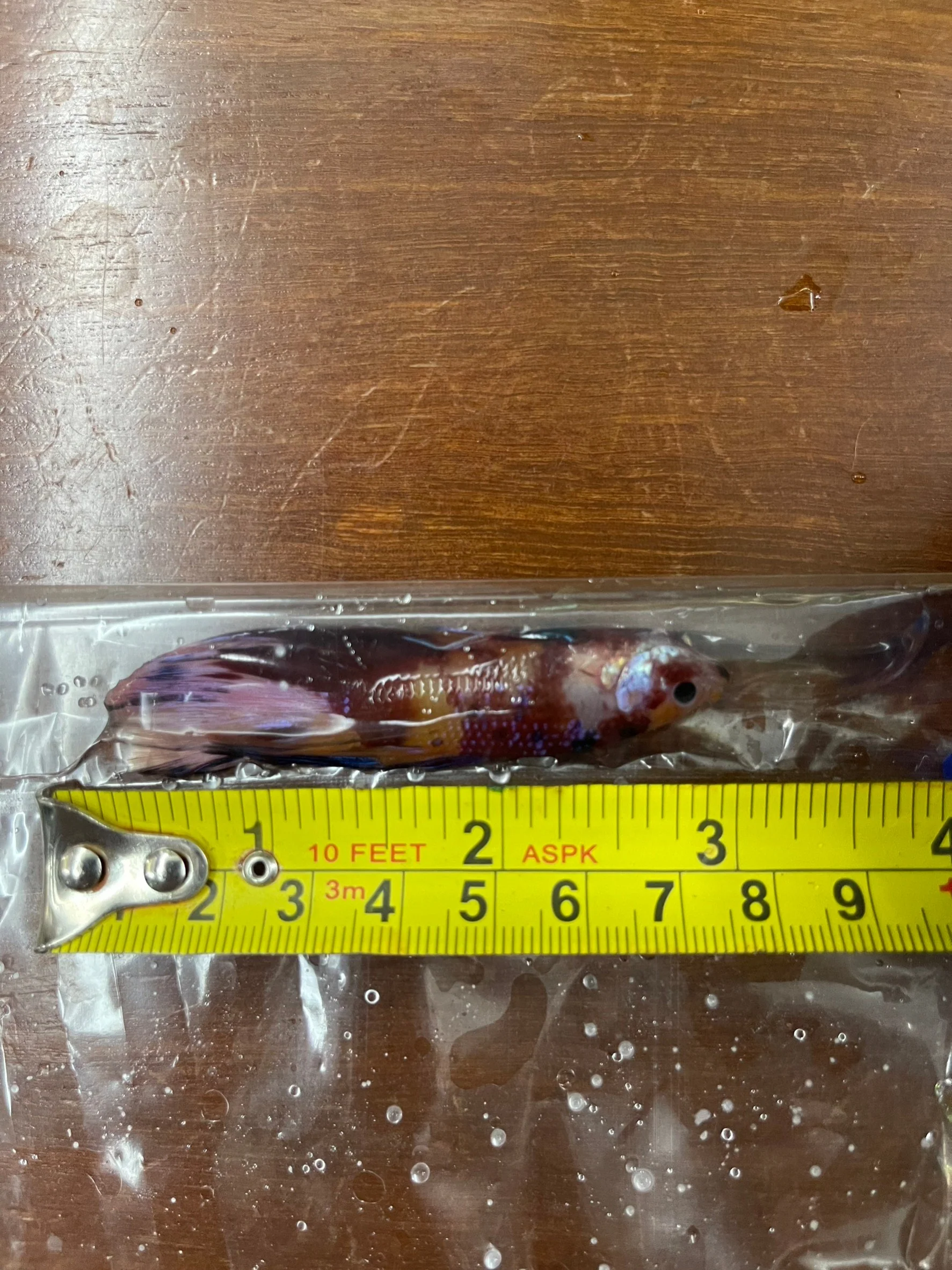 Competition Giant Halfmoon Koi Betta Fish (MALE) - Image 4