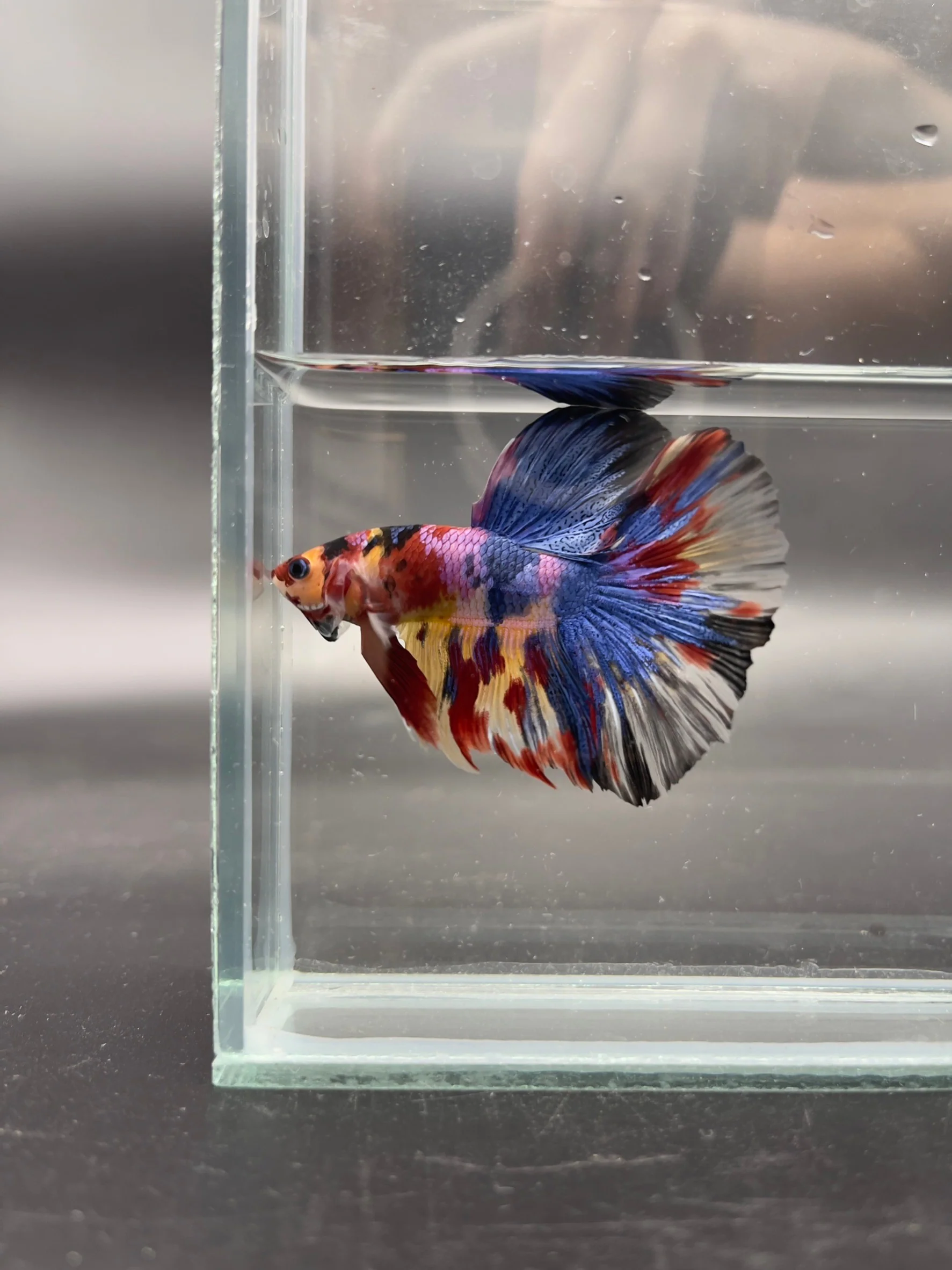 Competition Giant Halfmoon Multicolors Betta Fish  (MALE) - Image 3