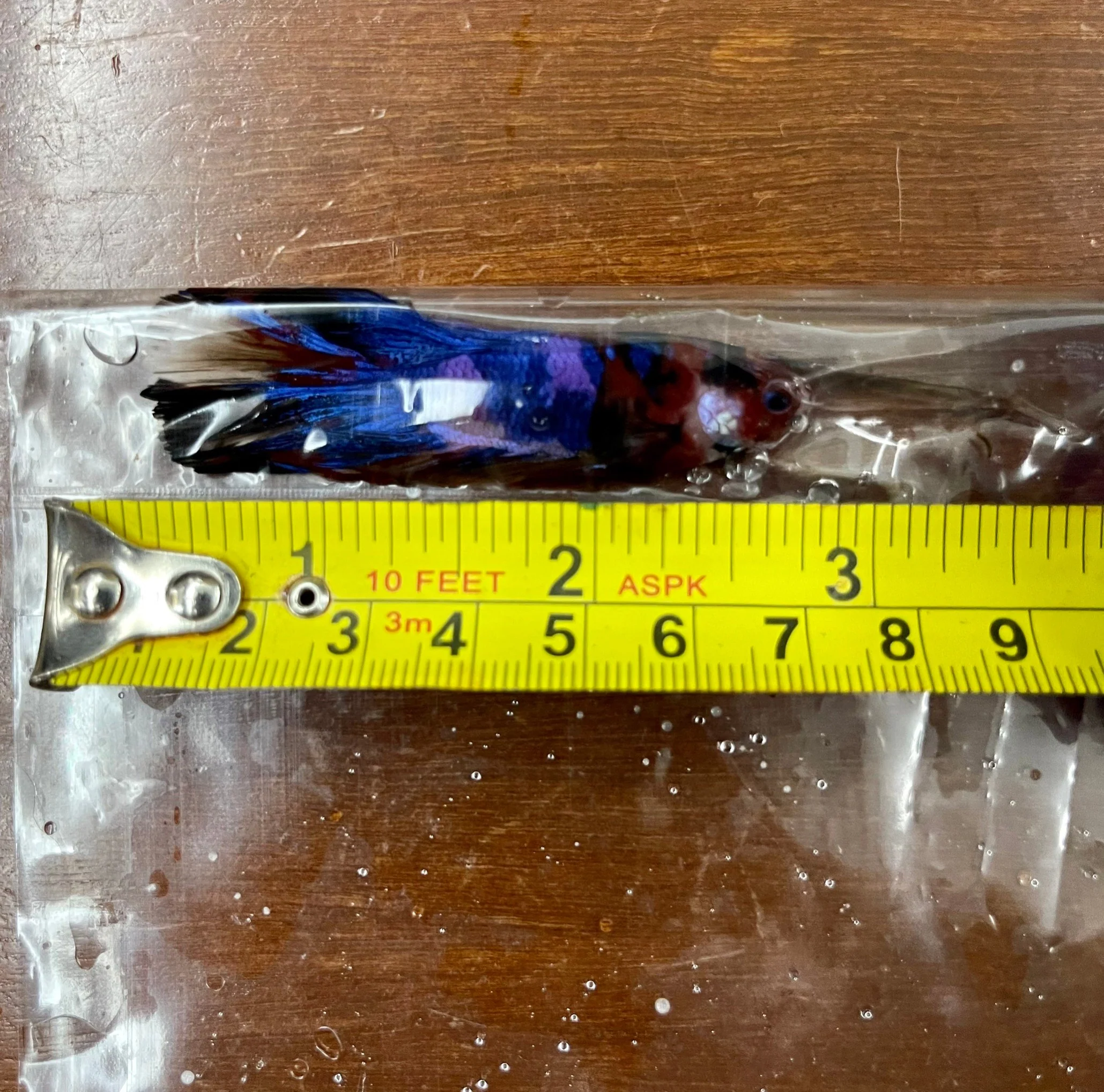 Competition Giant Halfmoon Multicolors Betta Fish  (MALE) - Image 4