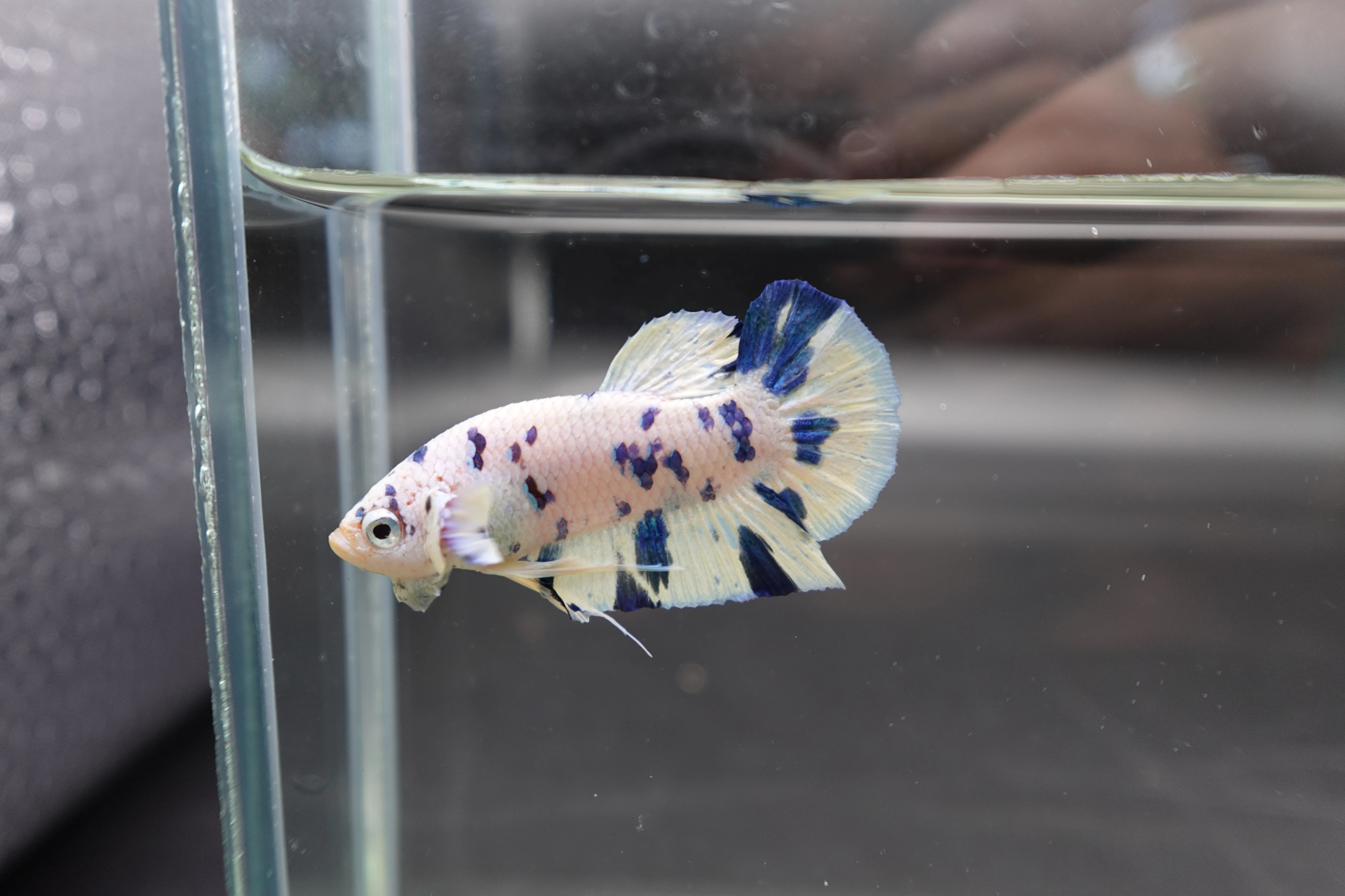Competition grade - Blue Marble Betta Fish (MALE) - Image 3
