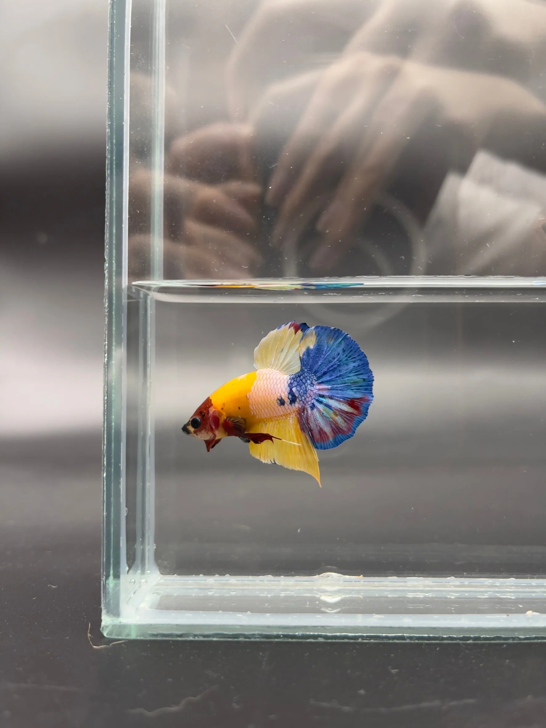 Competition grade - Multicolor Betta Fish (MALE) - Image 3