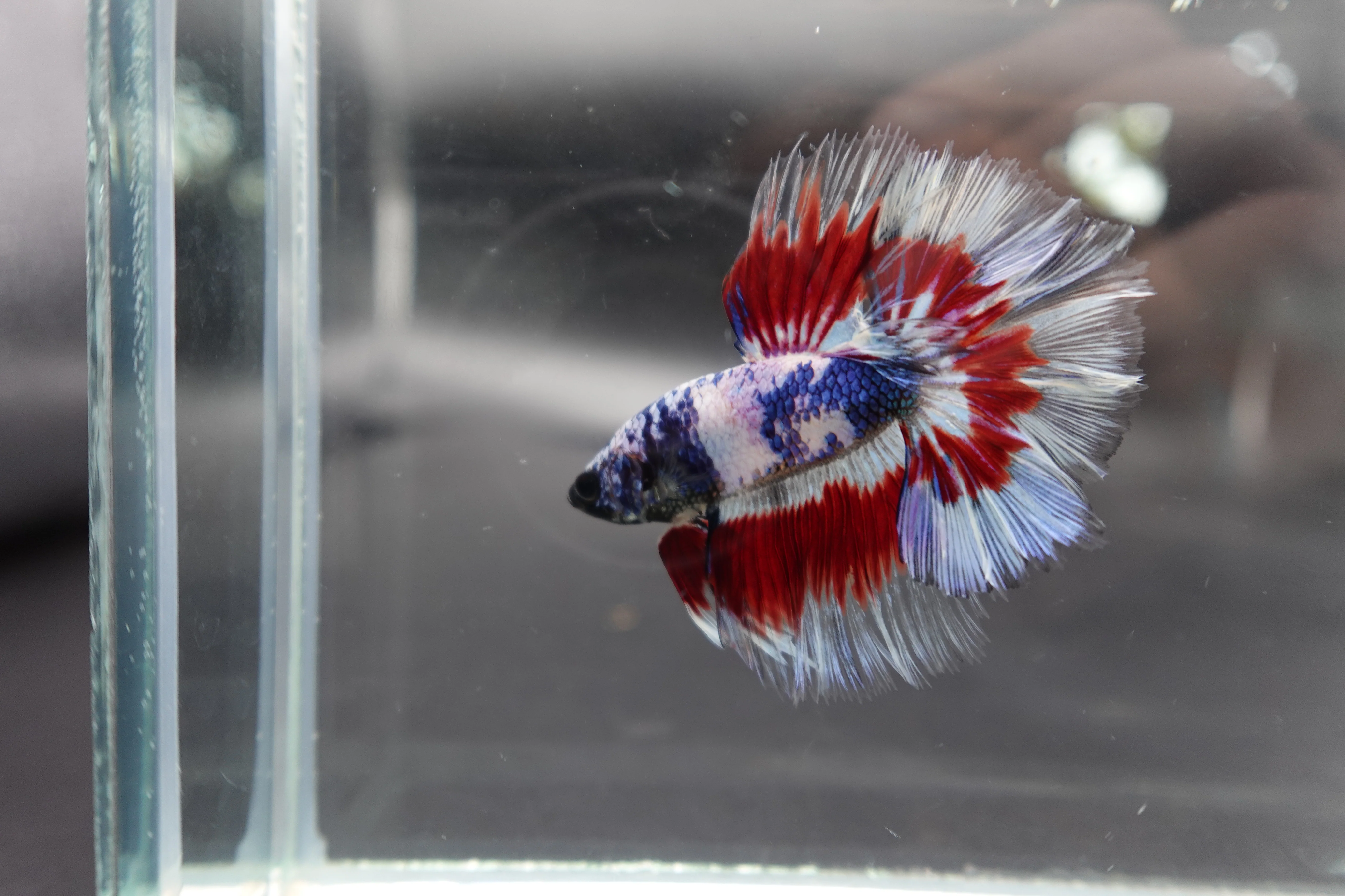 Competition Halfmoon Blue White And Red Betta Fish (MALE) - Image 3