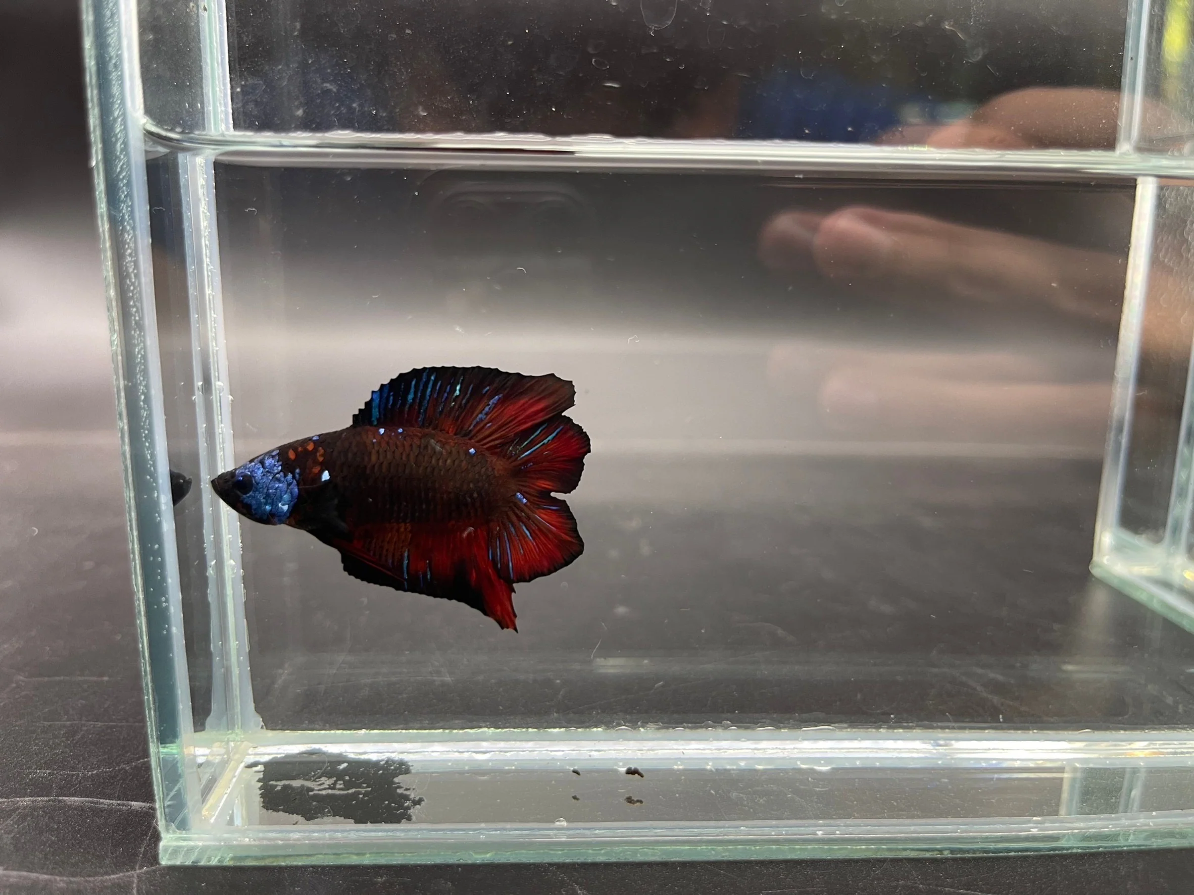 Competition Red Devil Double Tail Betta Fish (MALE) - Image 3