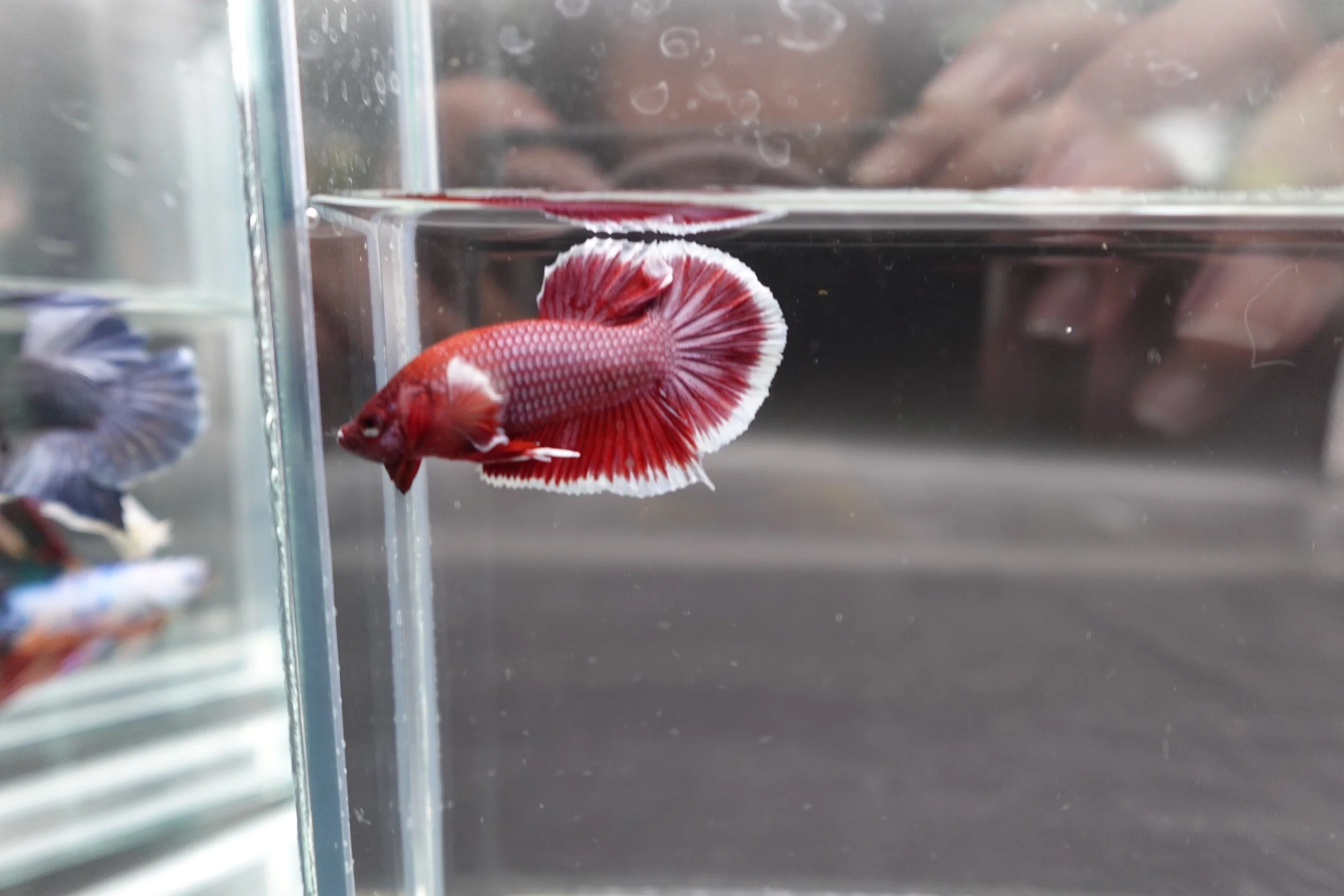 Competition salamander HMPK Betta Fish (MALE) - Image 3
