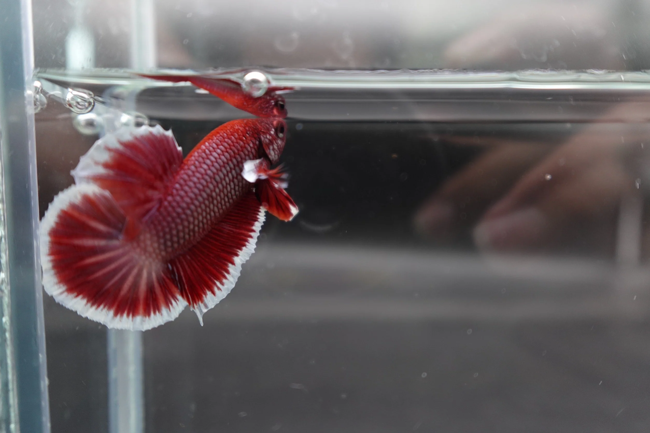 Competition salamander HMPK Betta Fish (MALE) - Image 4