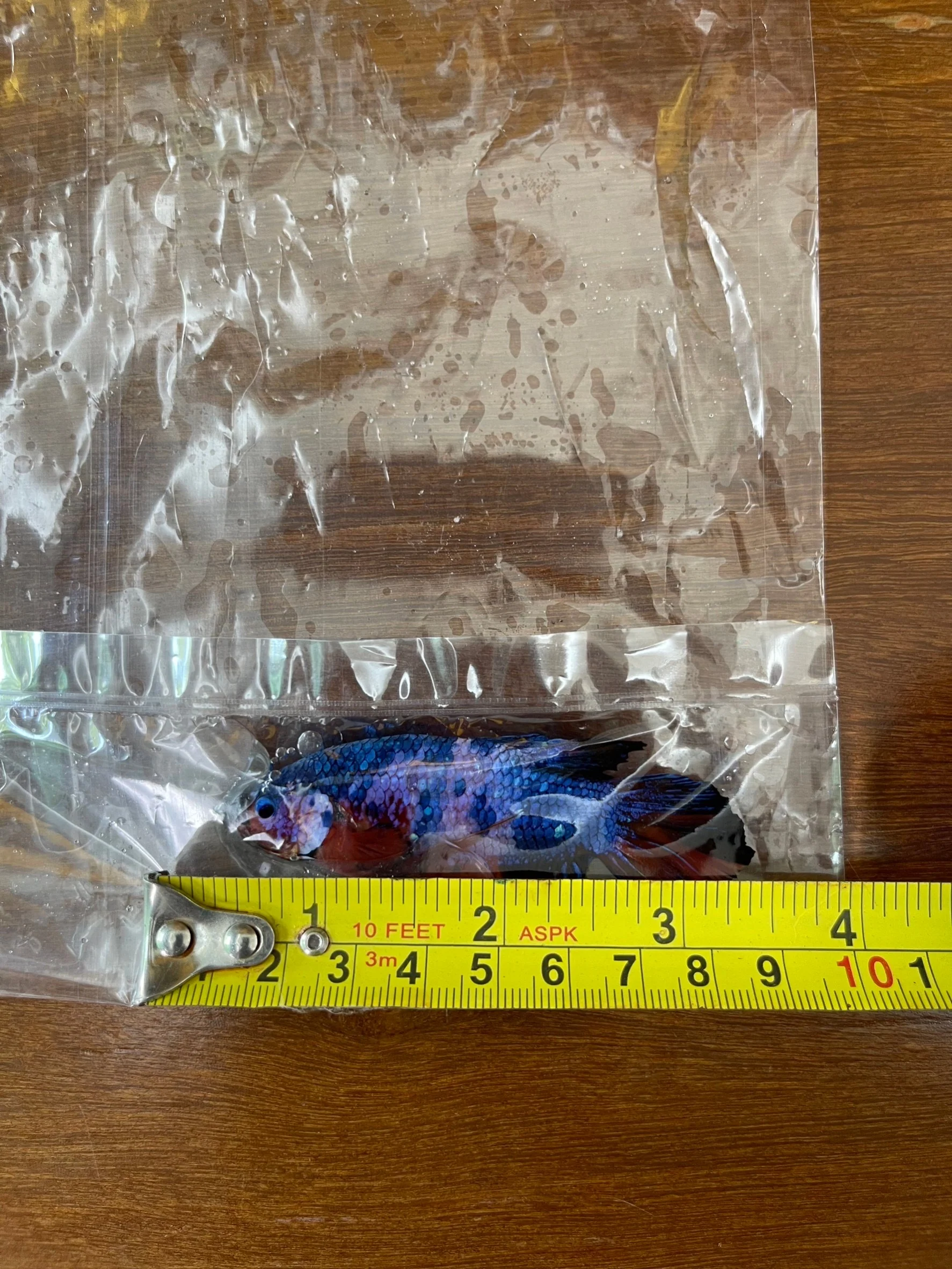 Competition Super Giant Multicolors Betta Fish (MALE) - Image 4