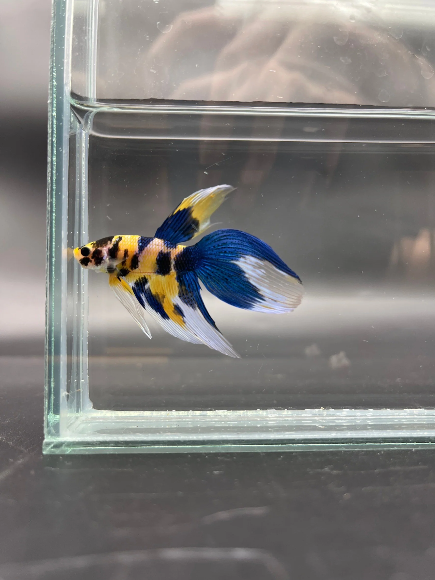 Competition - Veiltail Yellow Koi Betta Fish (MALE) - Image 3