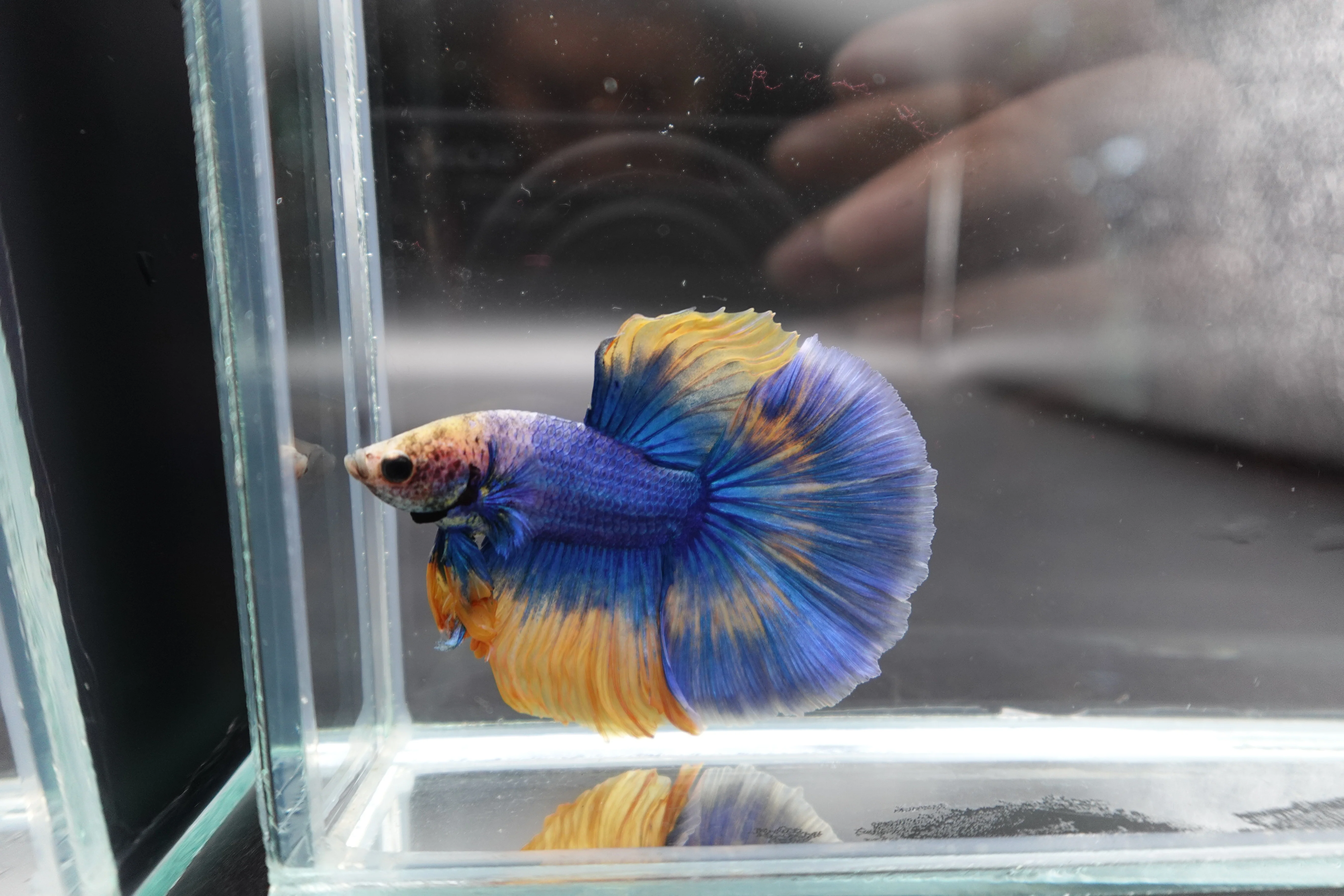 Halfmoon Blue Mustard Betta Fish (Male) - Image 3
