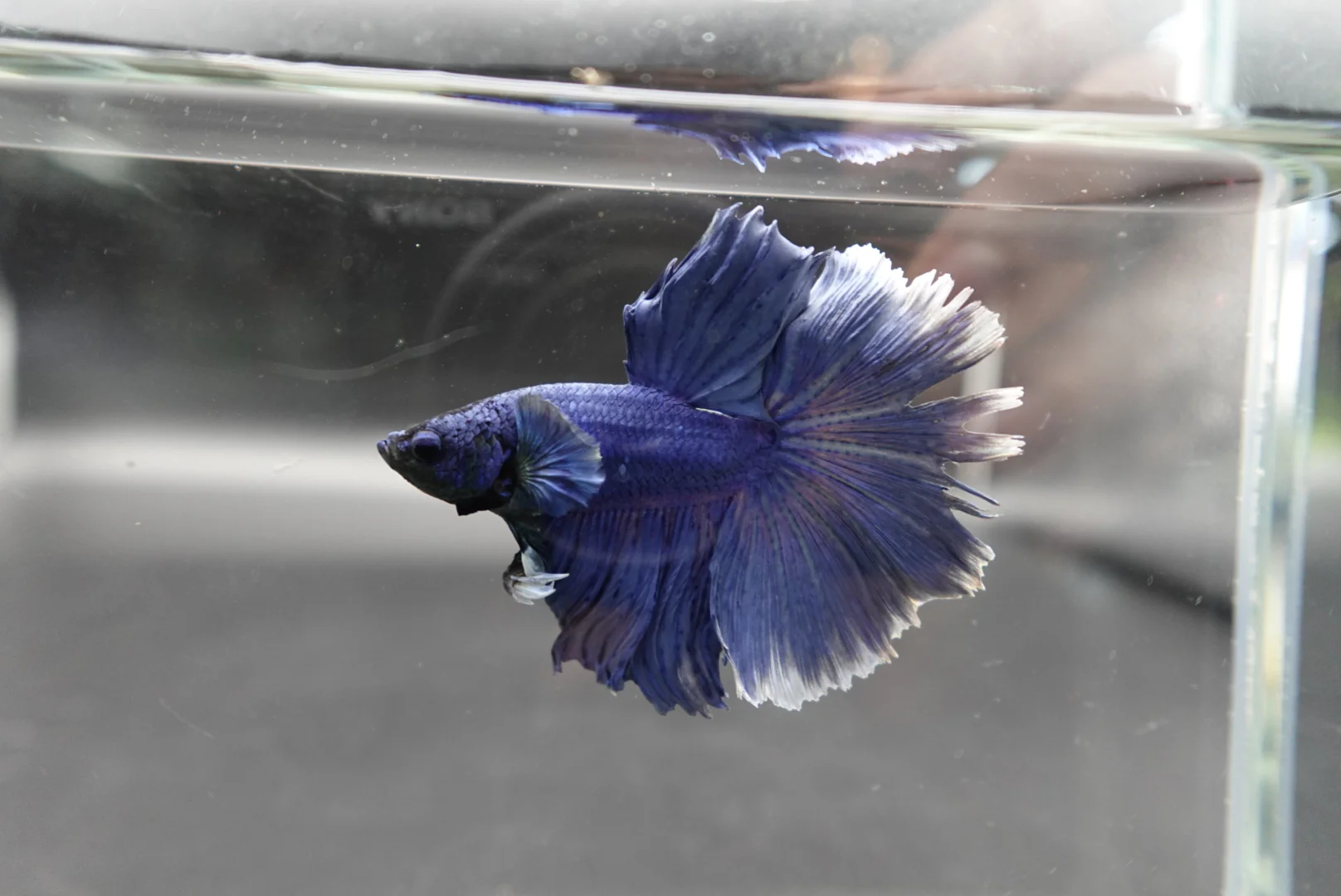 Halfmoon Indigo Blue Betta Fish (Male) - Image 3