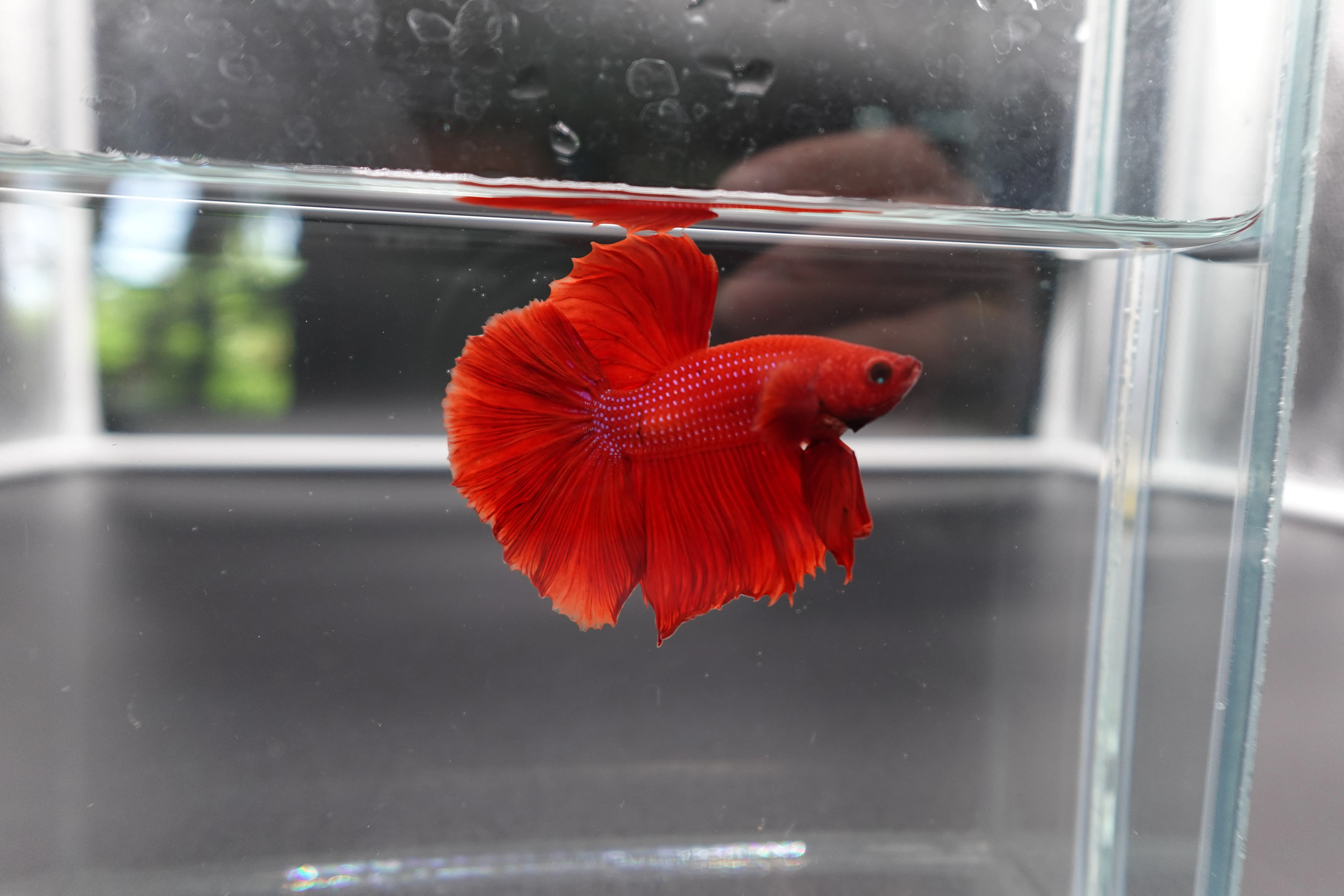Halfmoon Red Betta Fish (Male) - Image 3