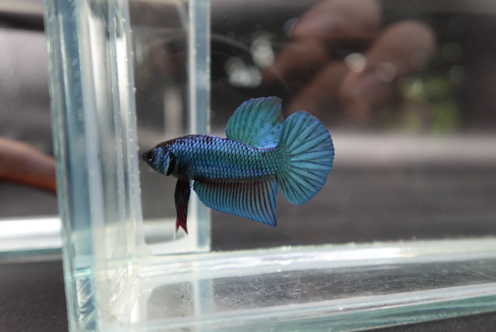 Hybrid Blue Ocean Wild Betta Fish (Male) - Image 3