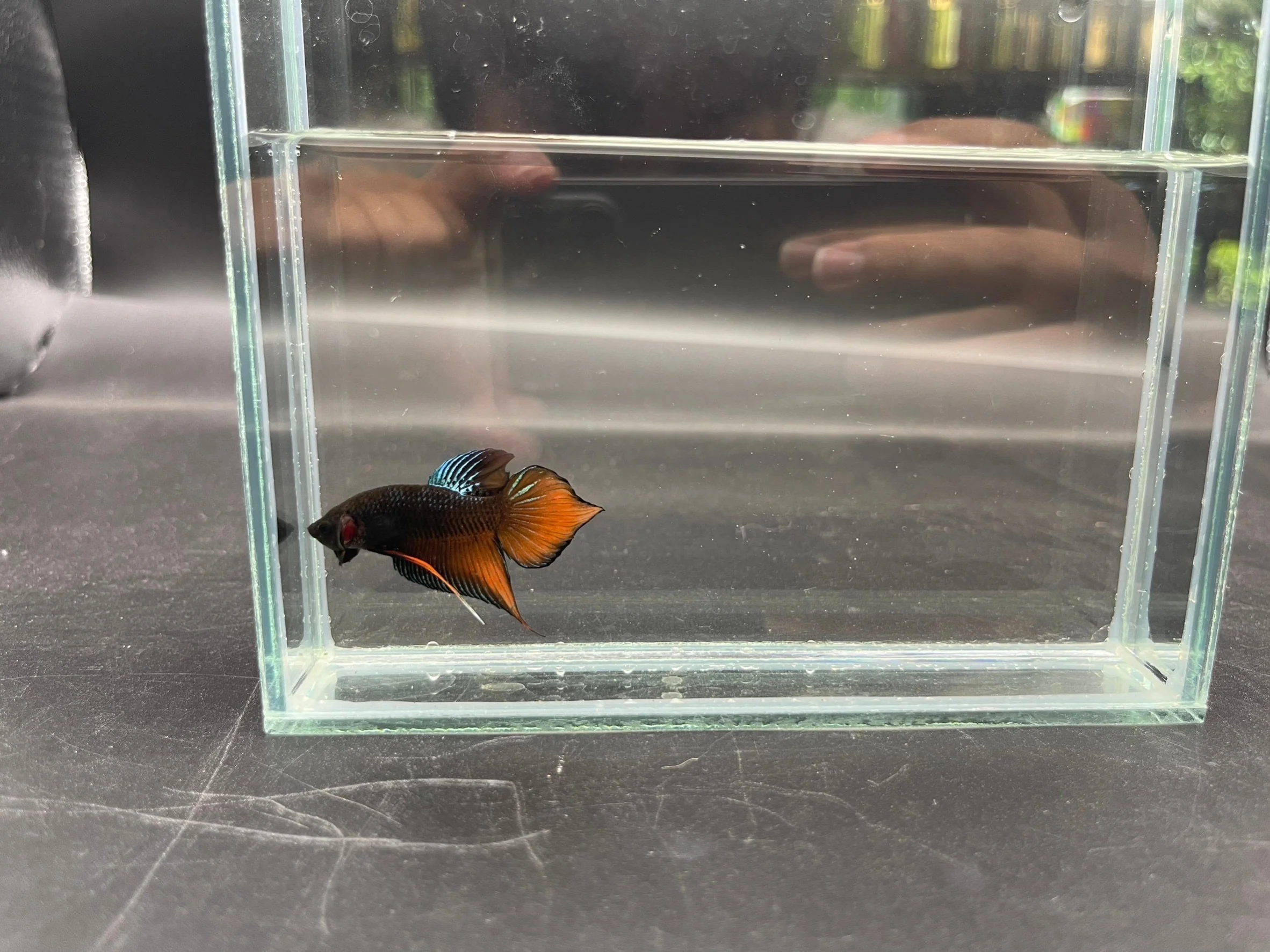 Long Southern Orange Benjarong Crimson Cheek Wild Betta Fish - Kingdom of Thailand (Male) - Image 3