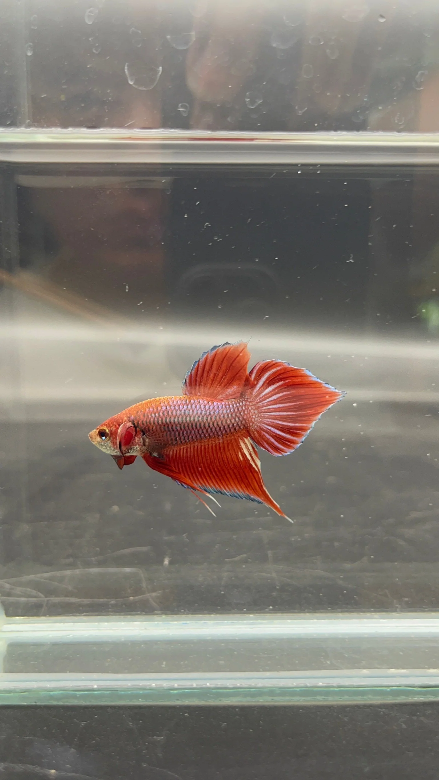 Long Southern Red Benjarong Crimson Cheek Wild Betta Fish - Kingdom of Thailand (Male) - Image 3