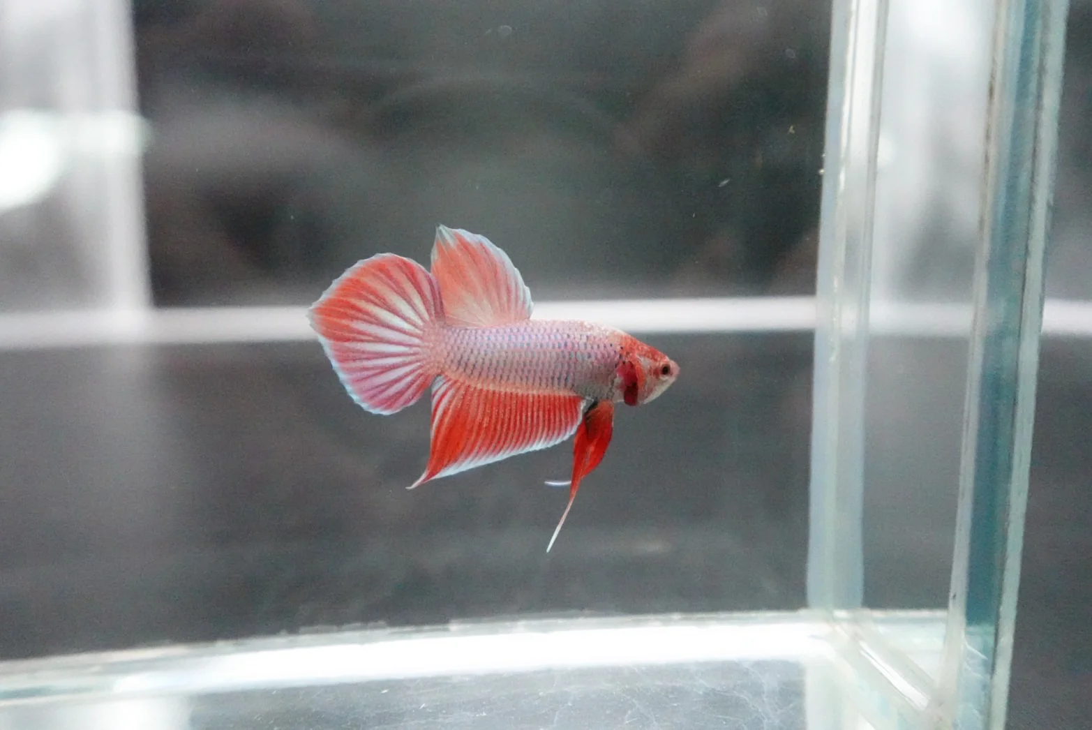 Long Southern Red Benjarong Crimson Cheek Wild Betta Fish - Kingdom of Thailand (Male) - Image 4