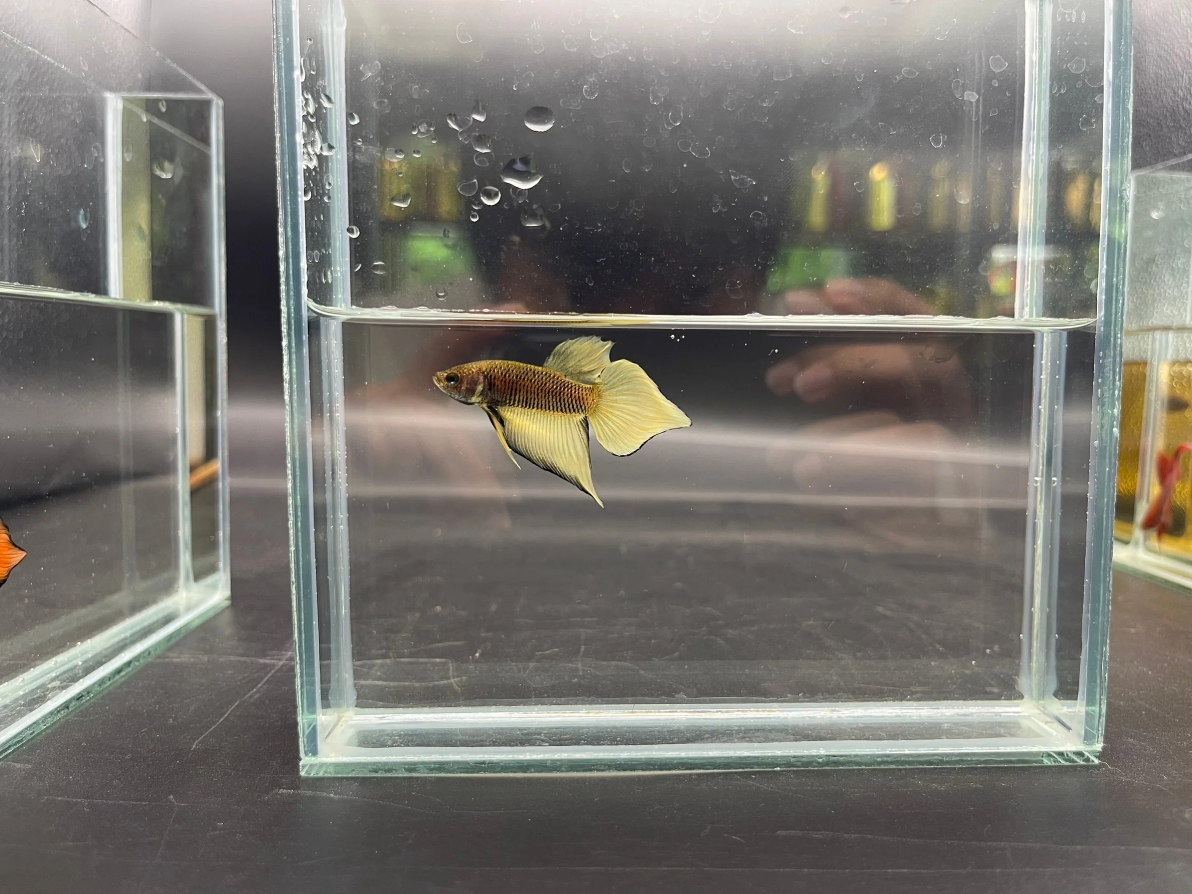 Long Southern Yellow Benjarong Crimson Cheek Wild Betta Fish - Kingdom of Thailand (Male) - Image 3