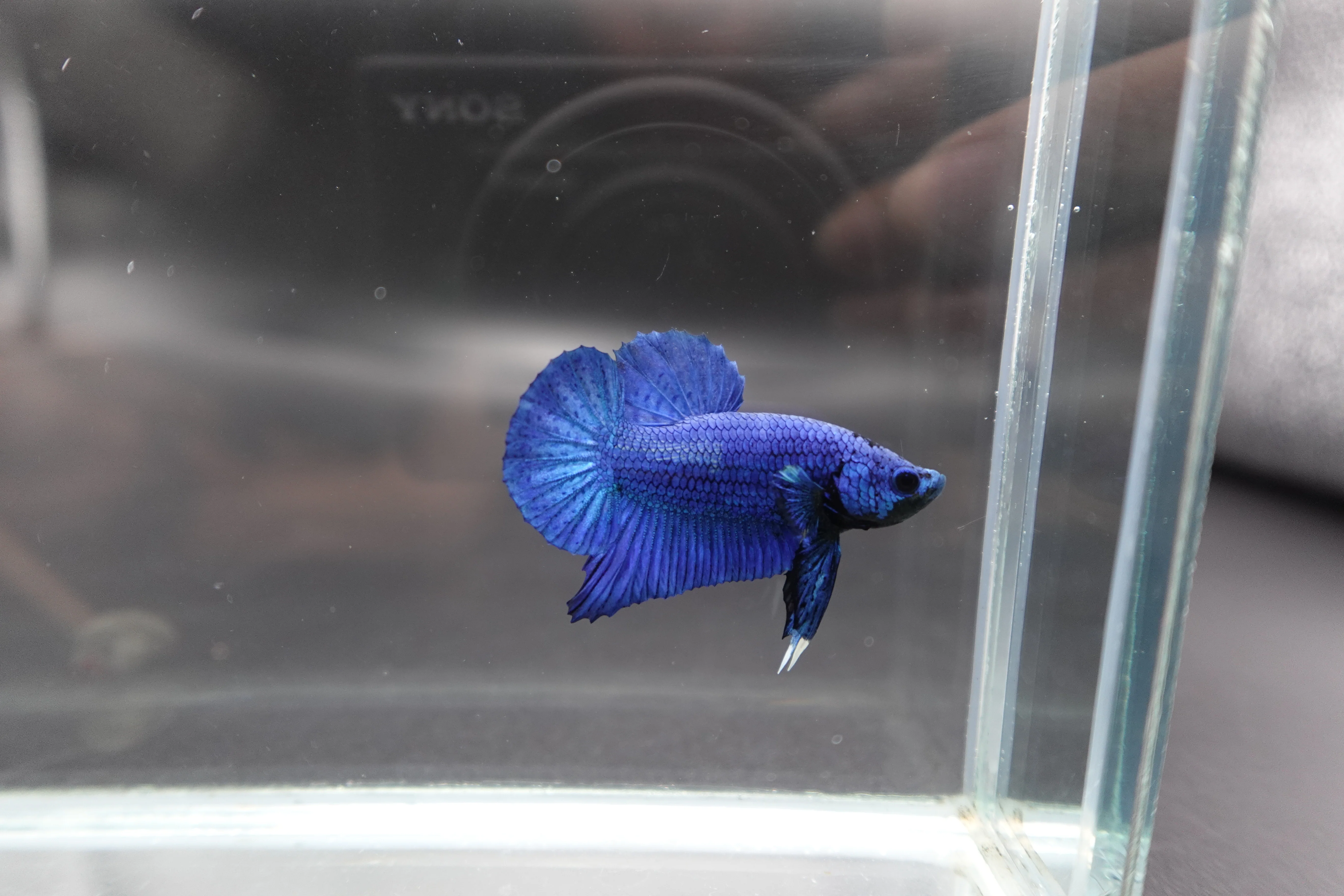 Navy Blue Betta Fish (Male) - Image 3