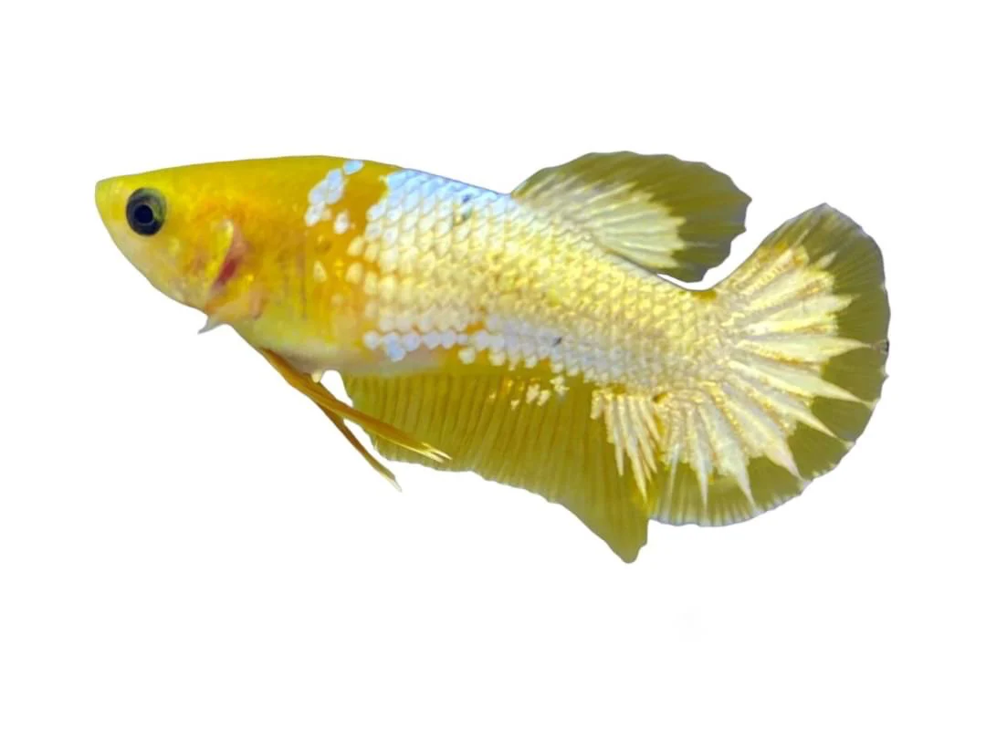 Pair Yellow Copper Startail Betta Fish (Male & Female) - Image 3