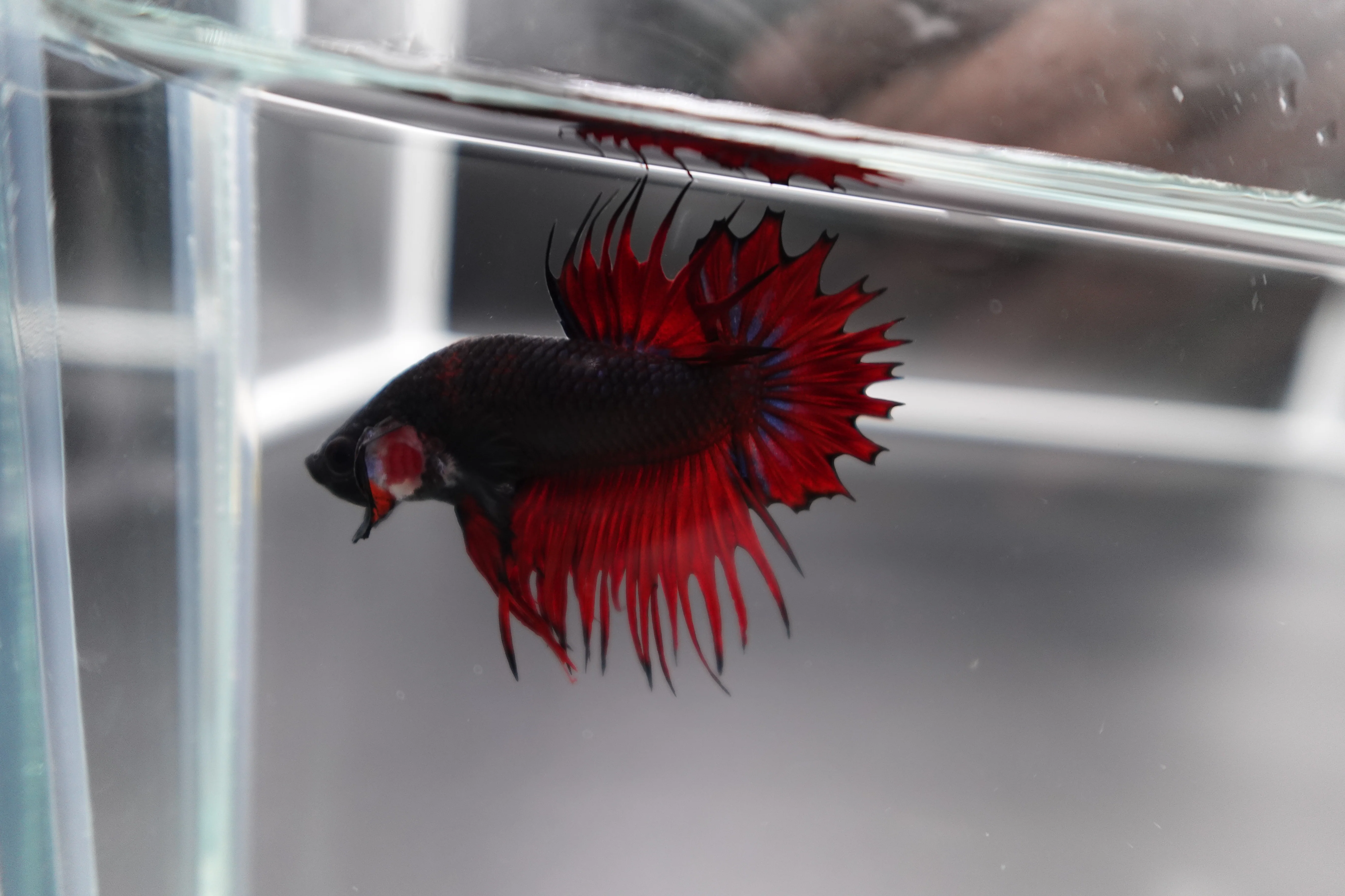 Rare CTPK Red Devil Betta Fish (Male) - Image 3
