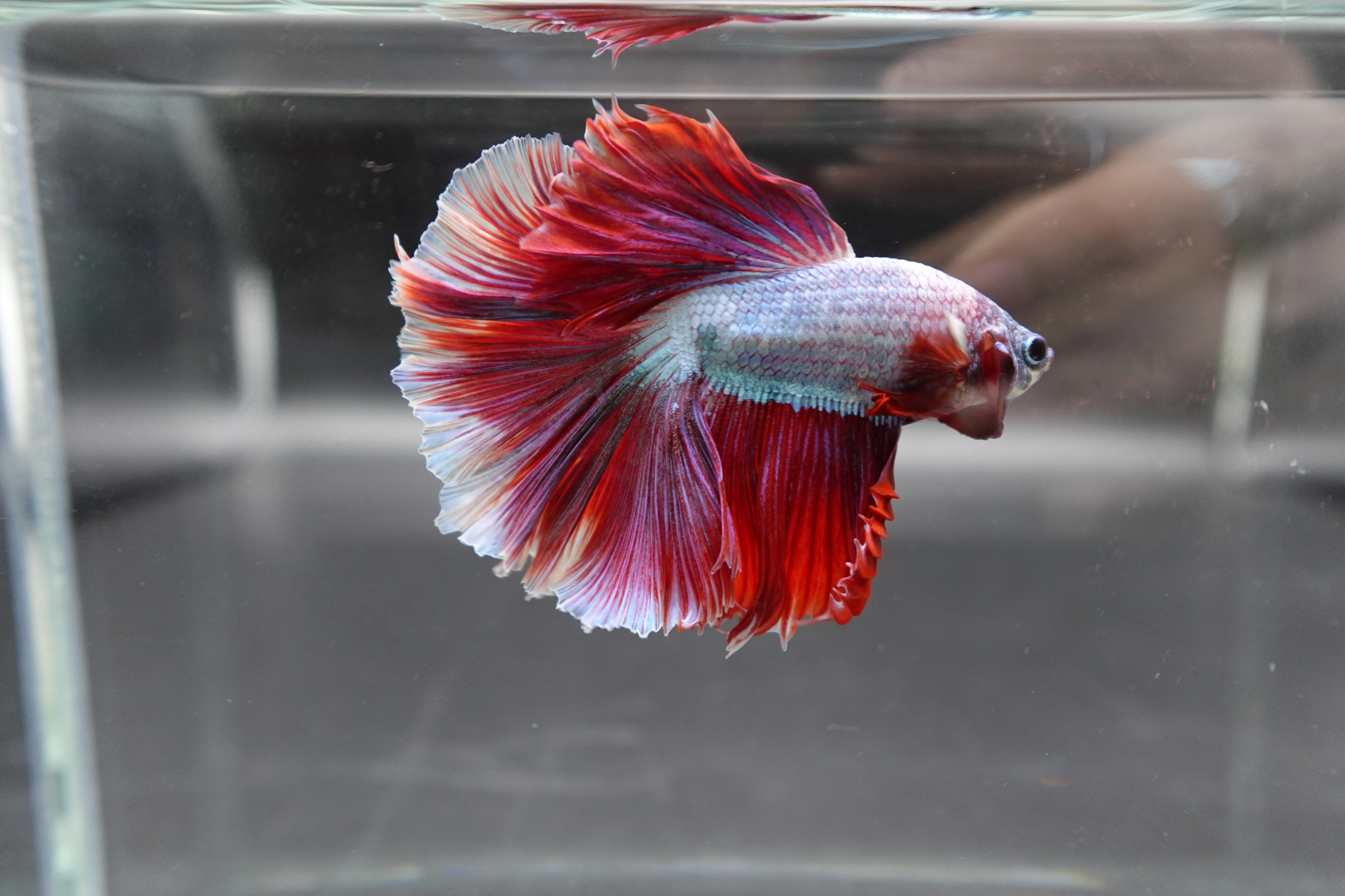 Halfmoon Red Dragon Betta Fish (Male) - Image 3