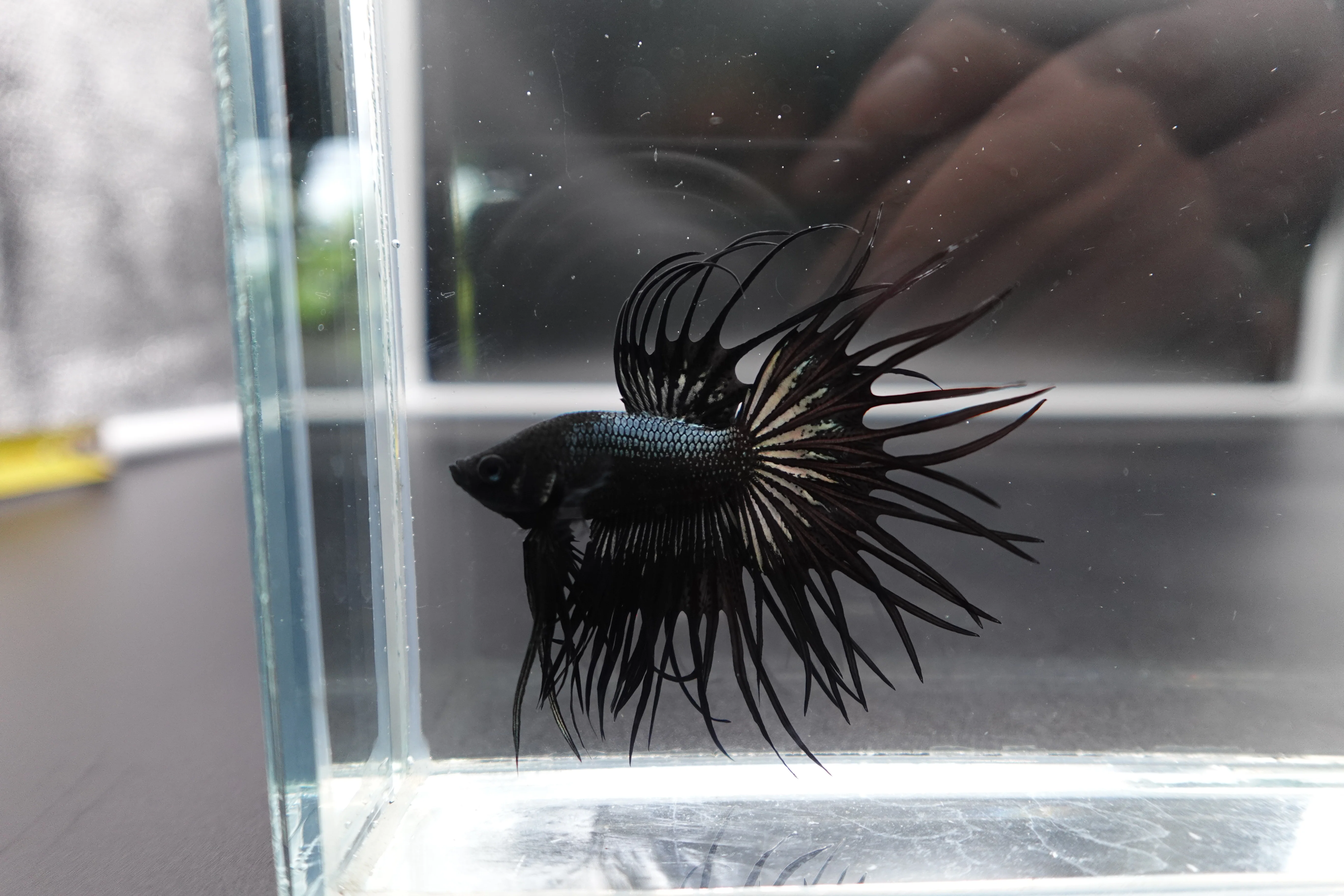 Rare King Crowntail Betta Fish (MALE) - Image 3