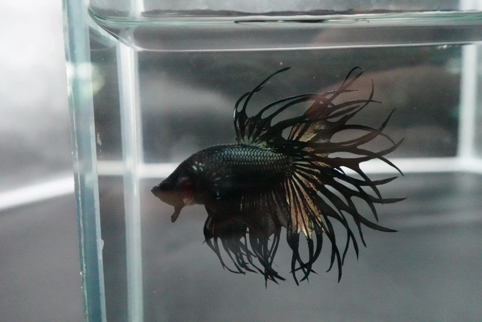 Rare King Crowntail Betta Fish (MALE) - Image 3