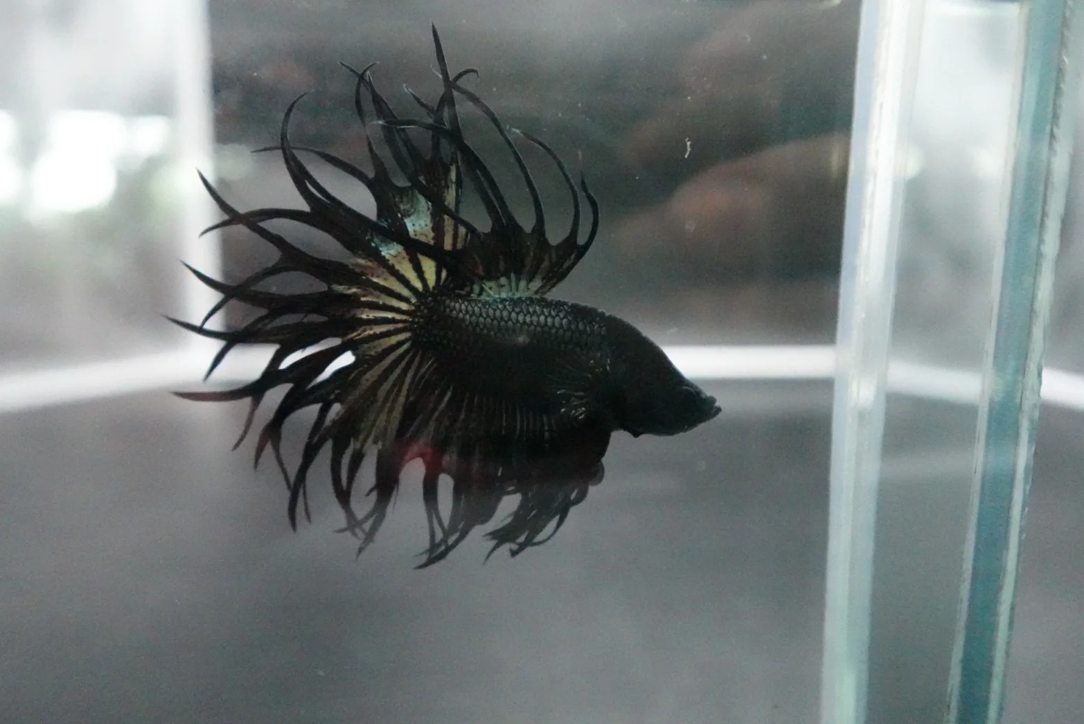 Rare King Crowntail Betta Fish (MALE) - Image 4