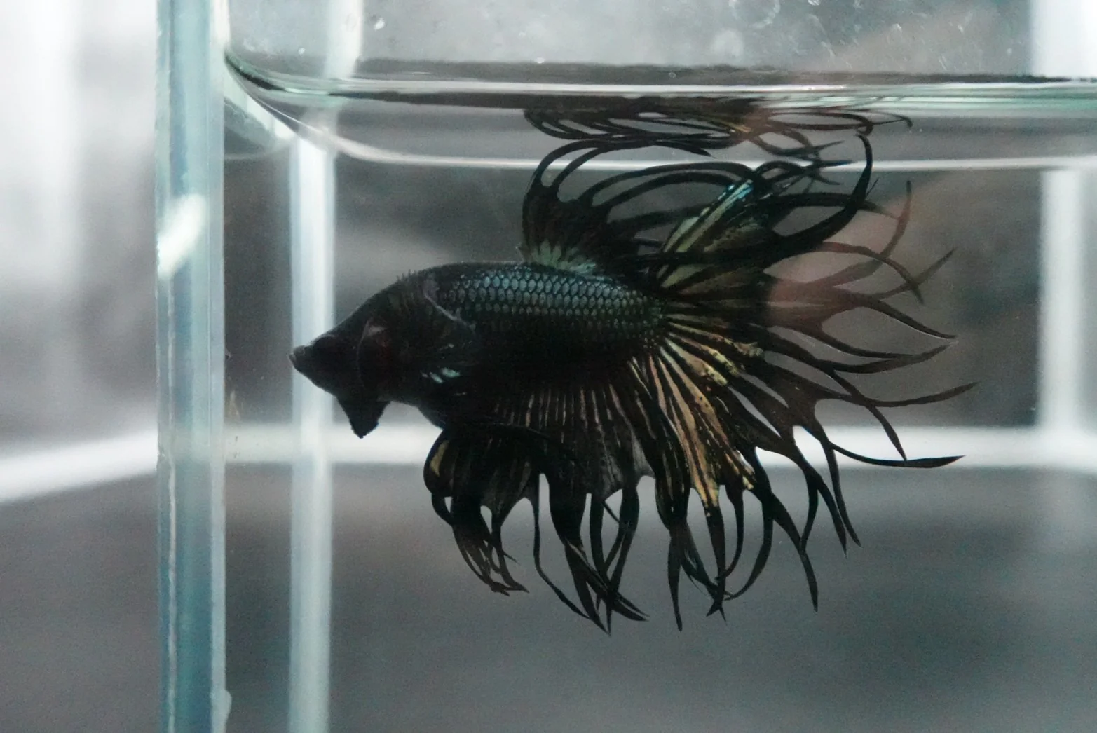 Rare King Crowntail Betta Fish (MALE) - Image 5