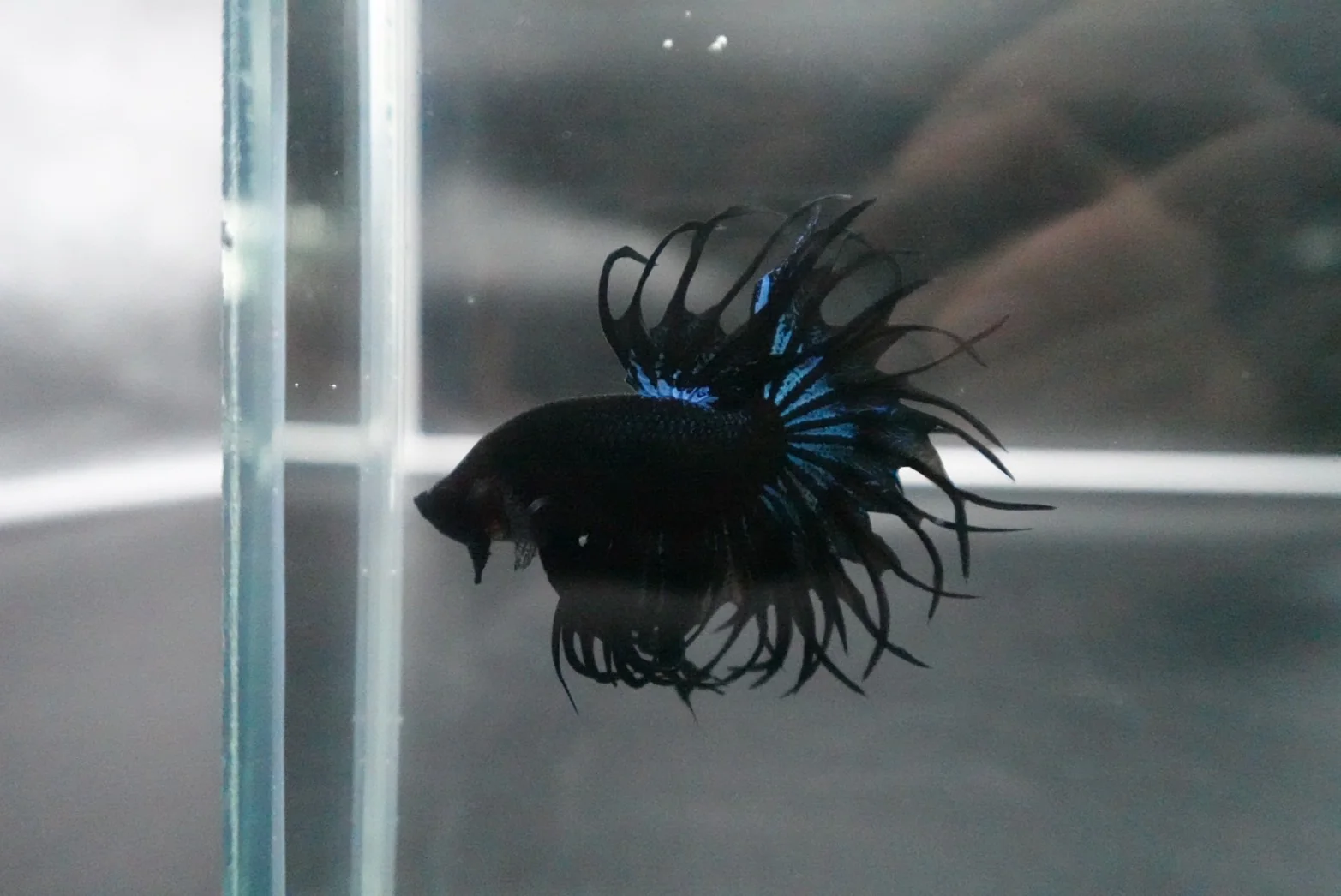 Rare King Crowntail Betta Fish (MALE) - Image 3