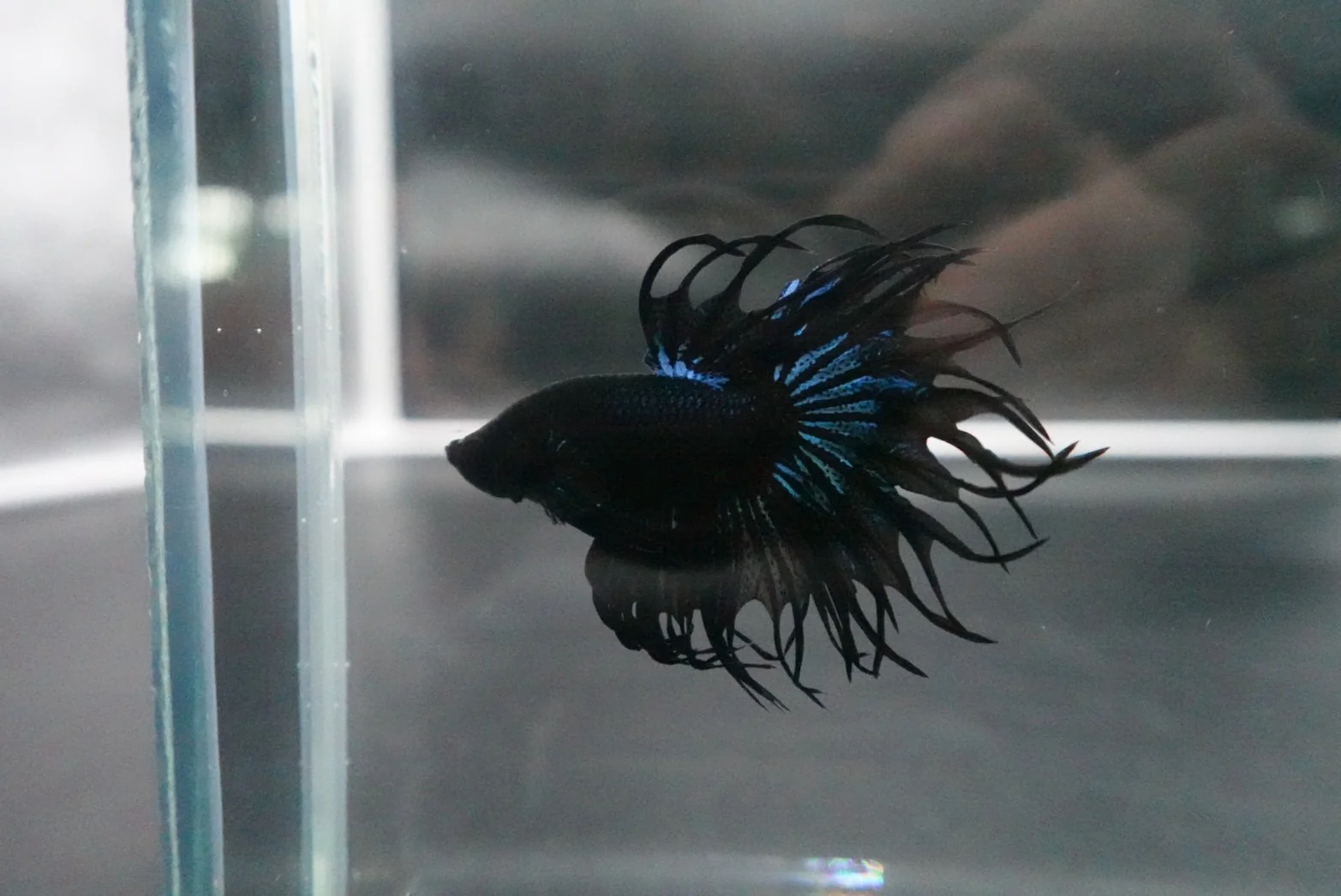 Rare King Crowntail Betta Fish (MALE) - Image 4