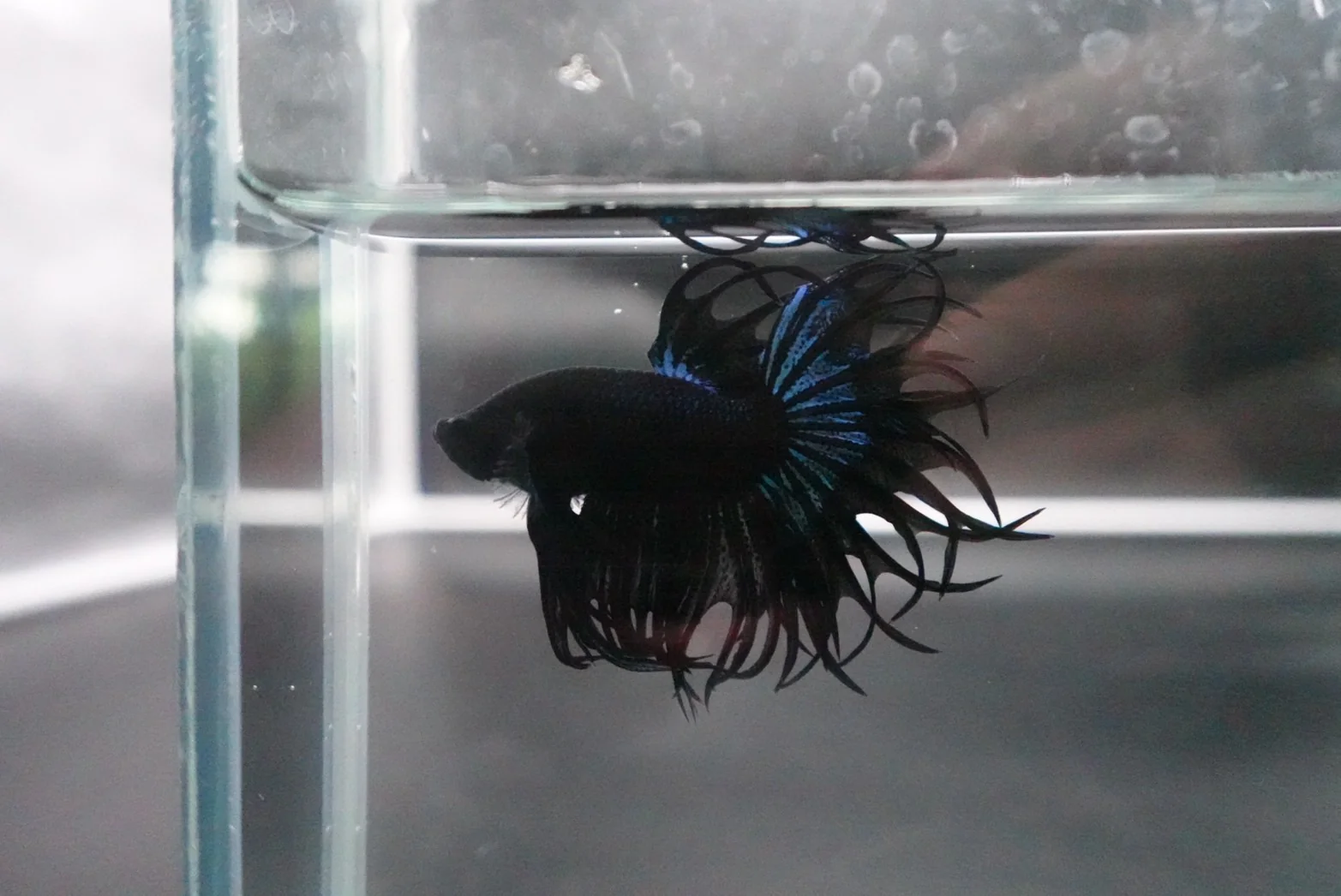 Rare King Crowntail Betta Fish (MALE) - Image 5