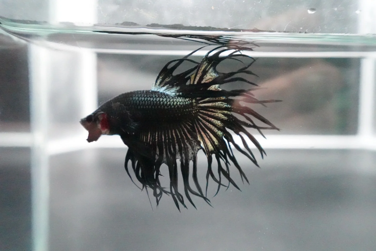 Rare King Crowntail Betta Fish (MALE) - Image 3