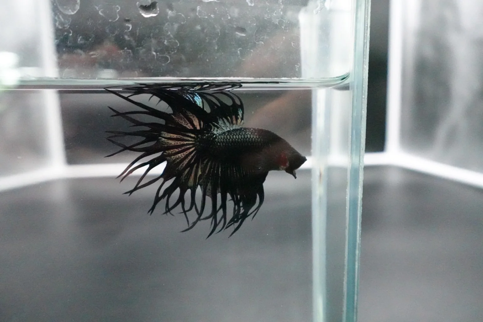 Rare King Crowntail Betta Fish (MALE) - Image 4