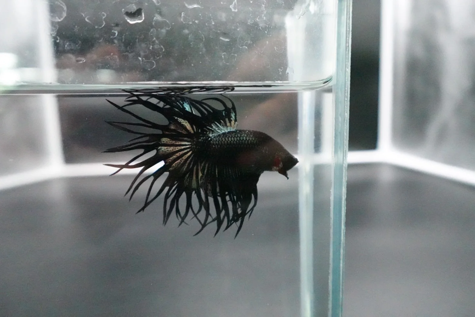 Rare King Crowntail Betta Fish (MALE) - Image 5