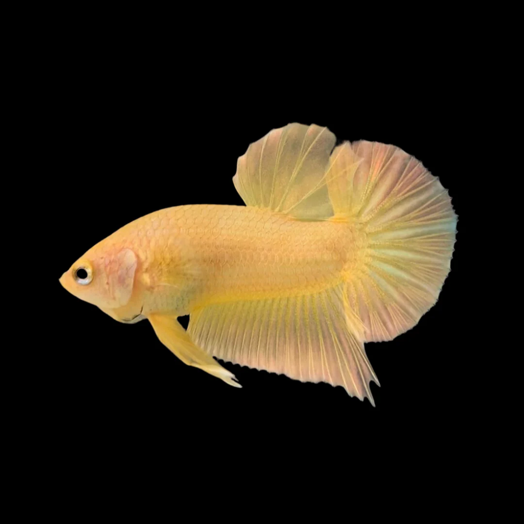 Rare Pair Gold Betta Fish (Male & Female) - Image 3