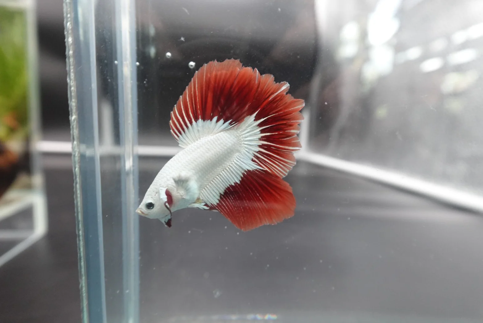 Rare Red Dragon Halfmoon Betta Fish (Male) - Image 3