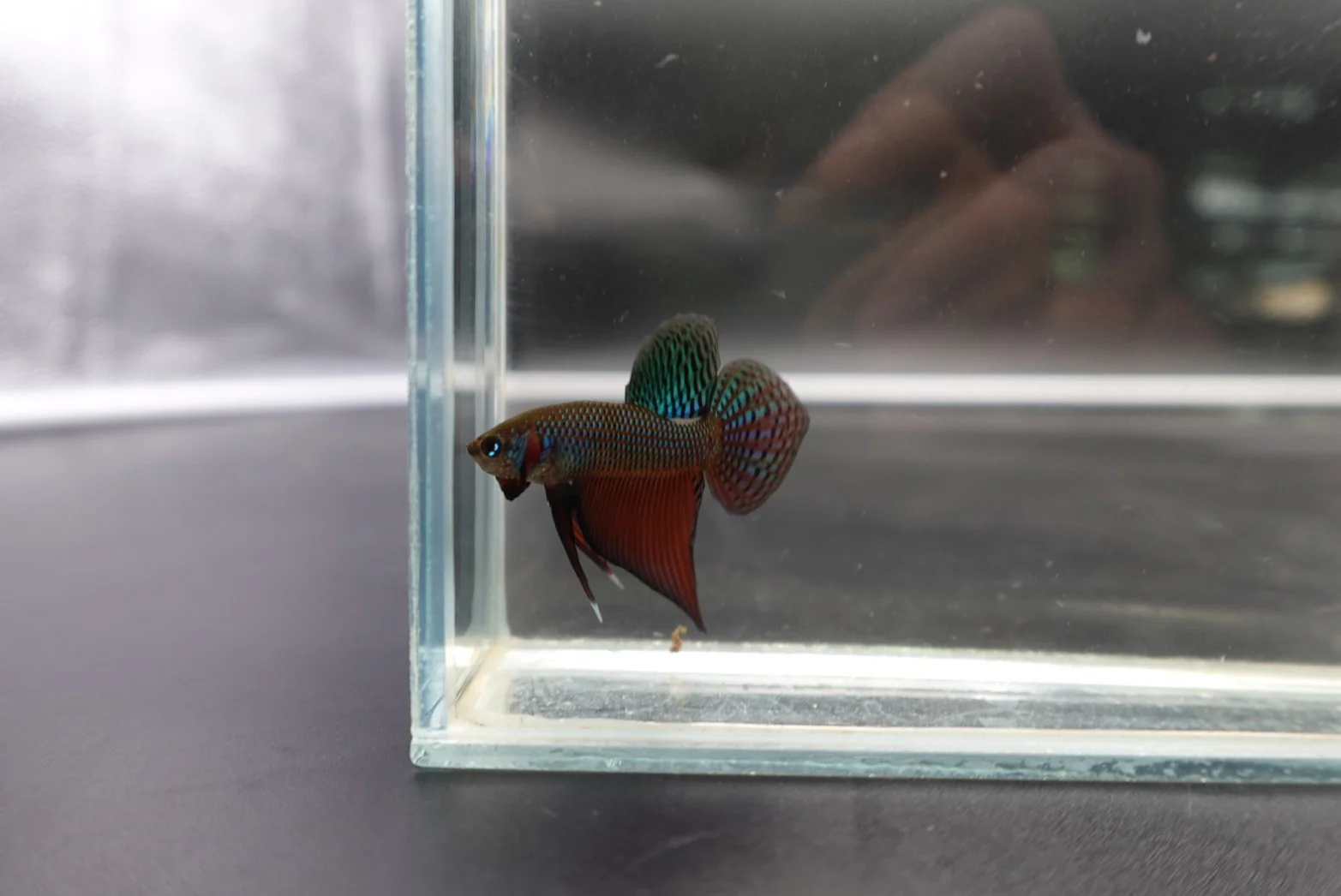 Smaragdina Guitar Spade Tail - Thailand Wild Betta (Male) - Image 3
