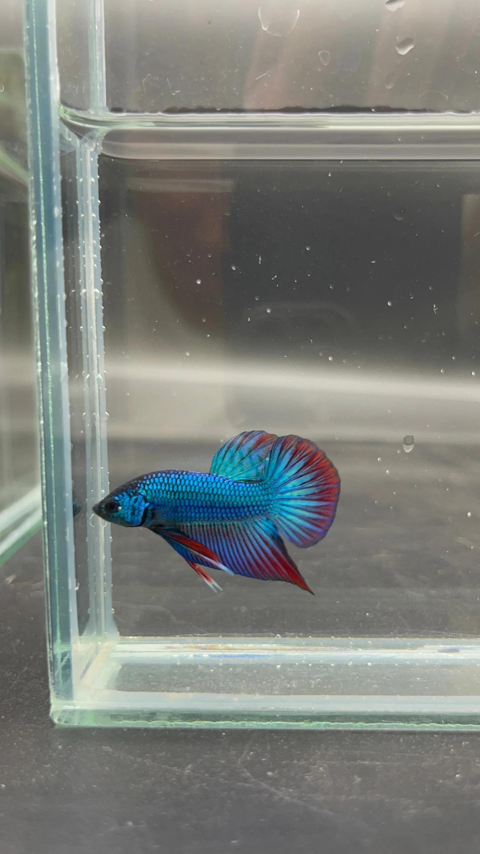 Splenden Hybrid Betta Fish (Male) - Image 3