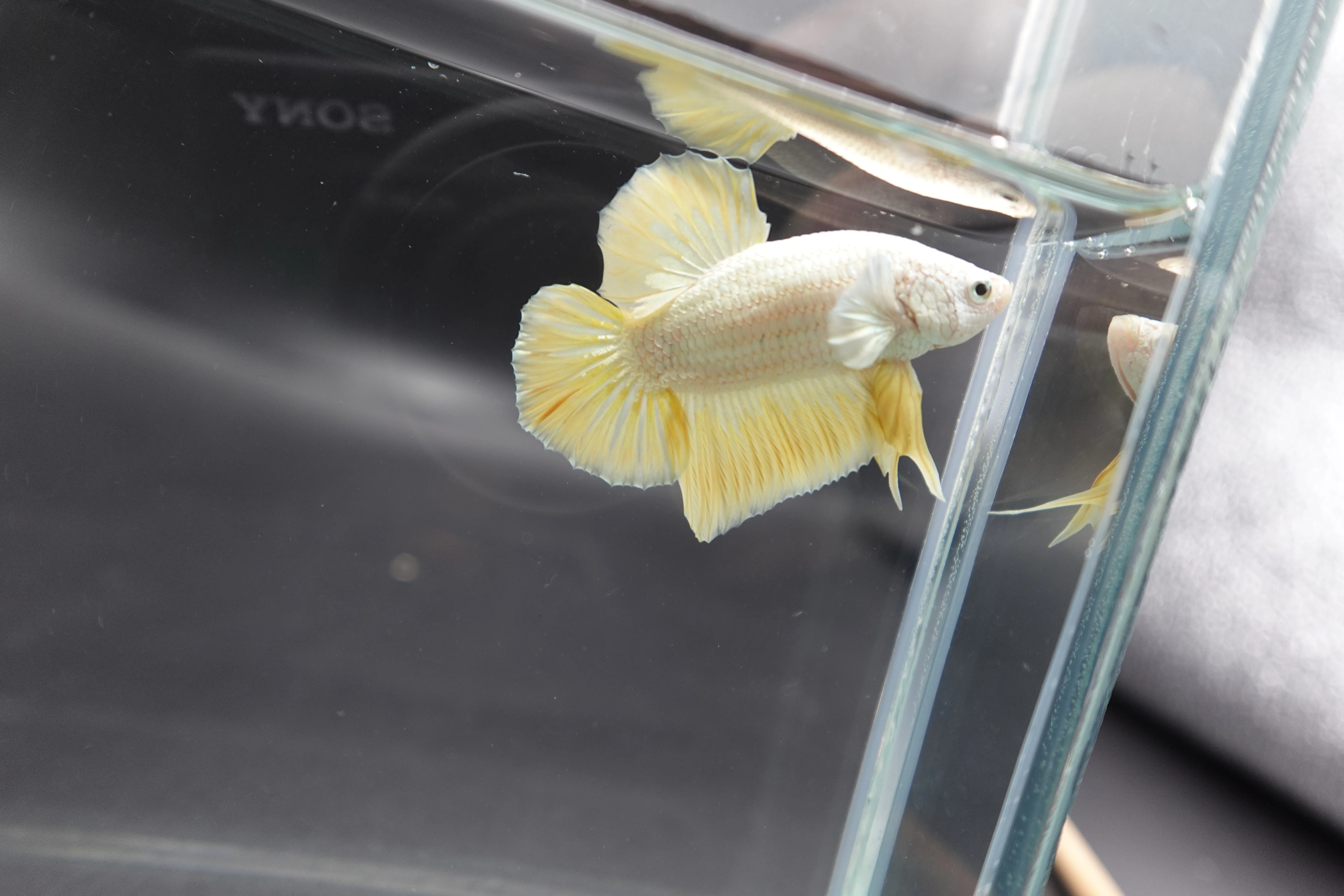 Yellow Dragon Scale Betta Fish (Male) - Image 3